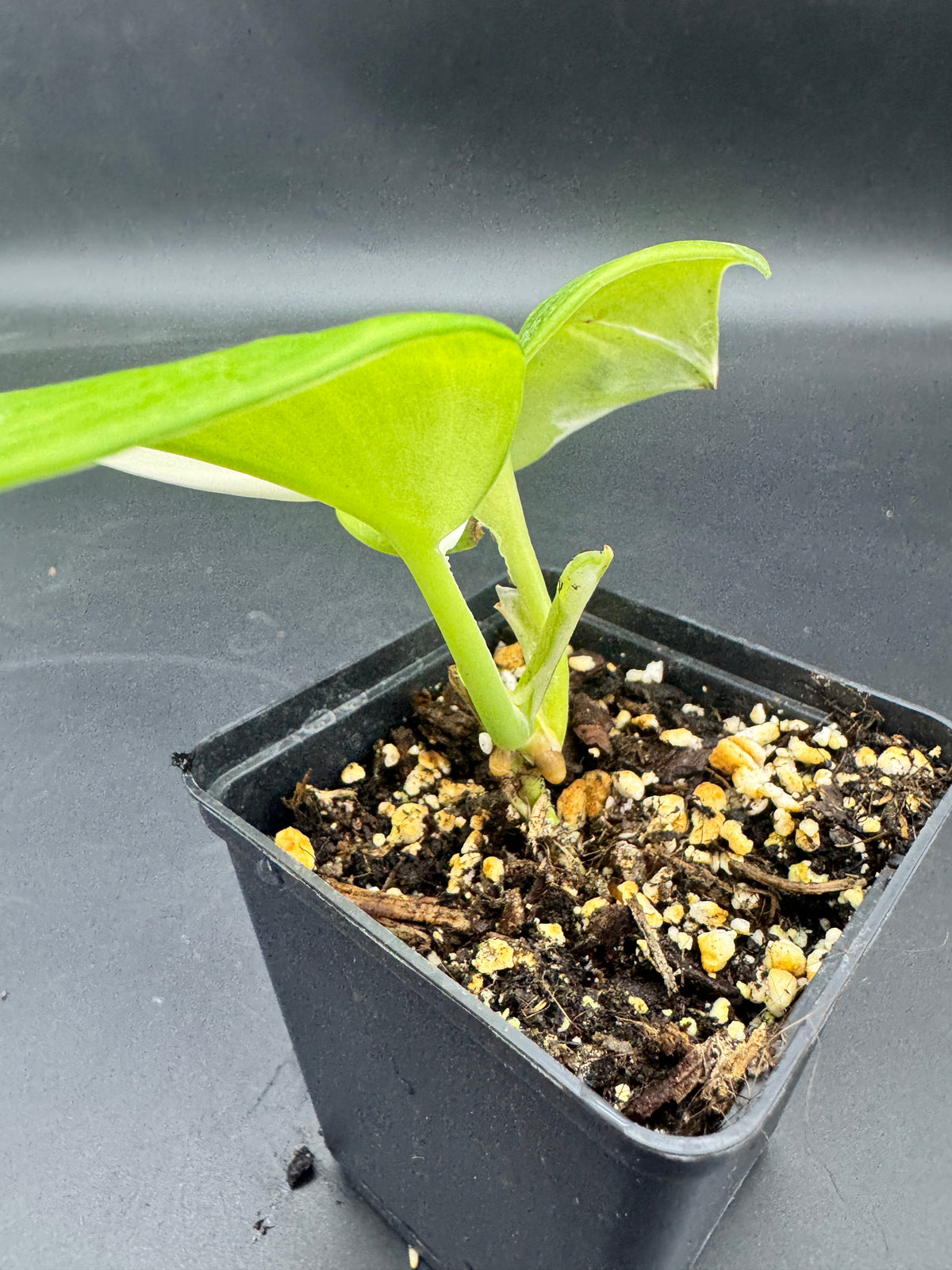 Scindapsus treubii moonlight albo variegata