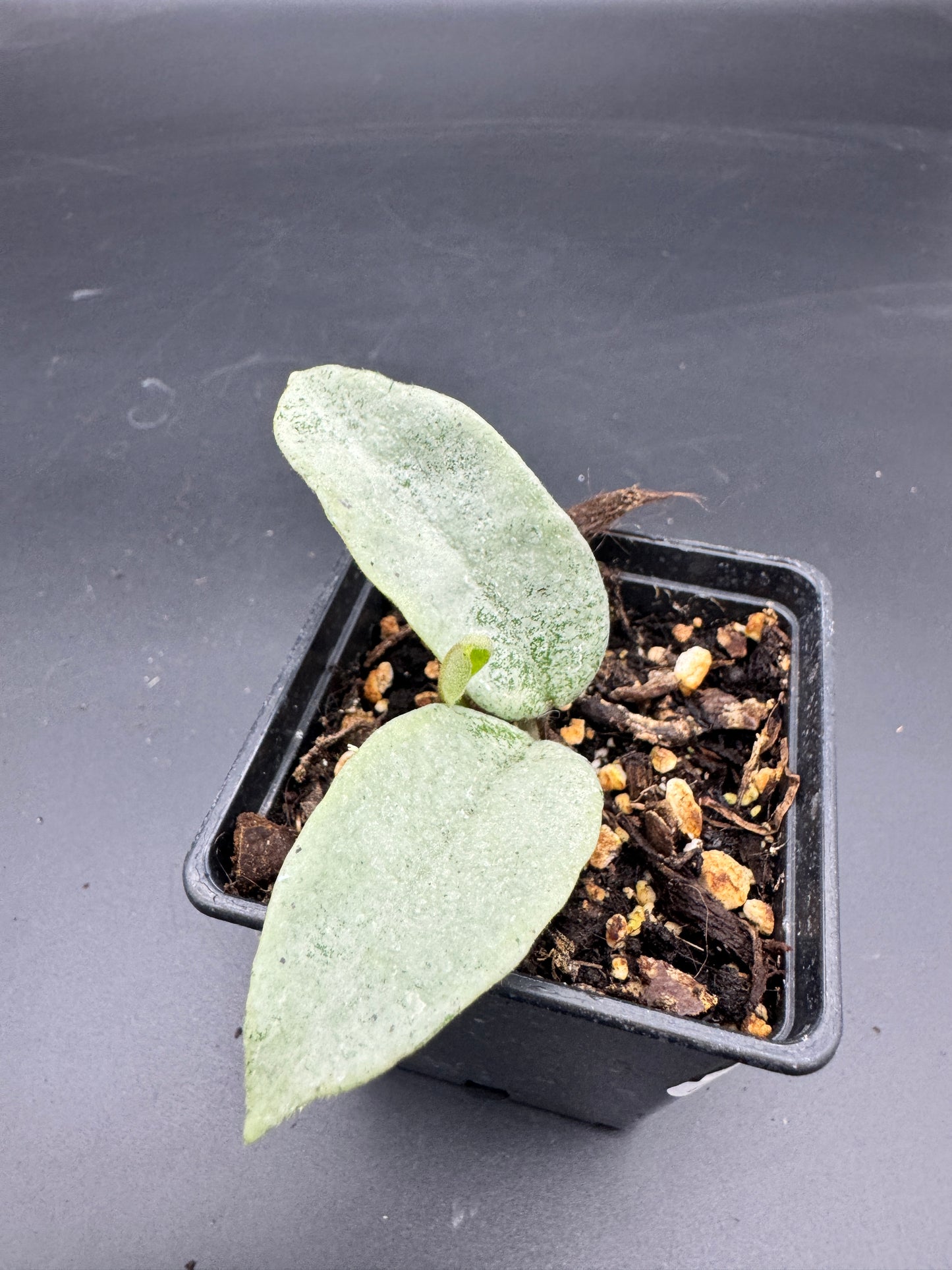 Hoya carnosa Nova Ghost