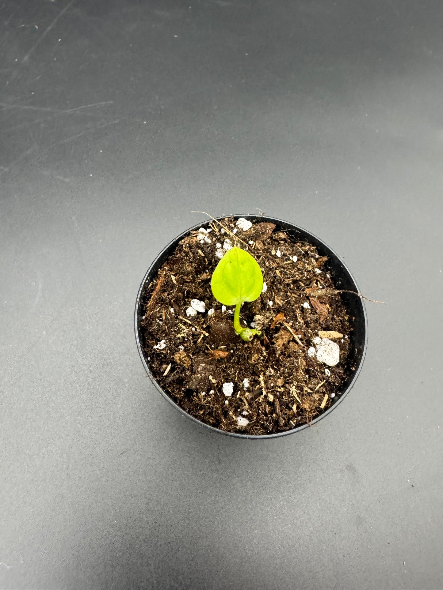 Anthurium Black Sweet mutated X CarlaxPapi Grimreaper seedling