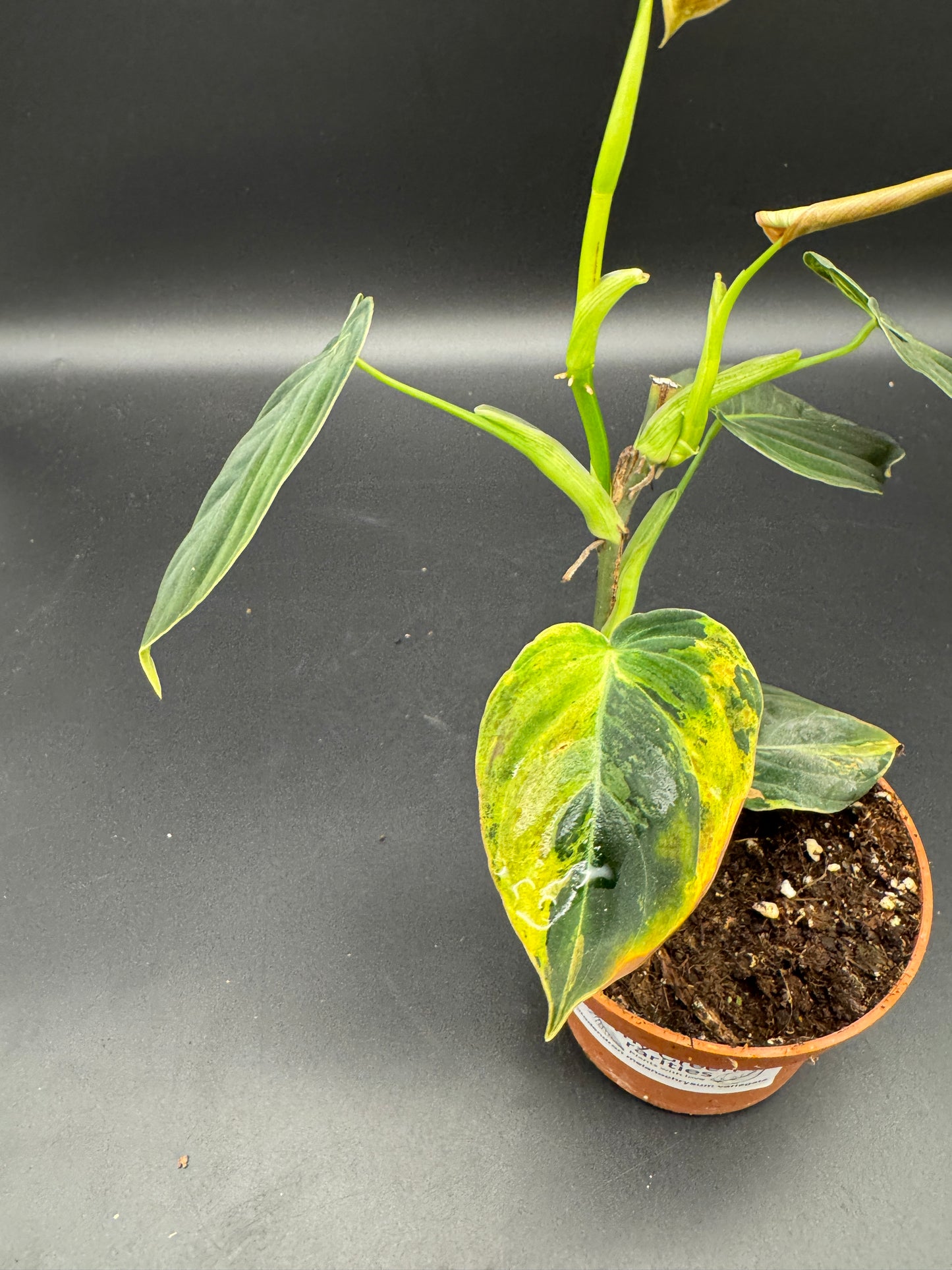 Philodendron melanochrysum variegata Basis gut bewurzelt mit 2 Austrieben