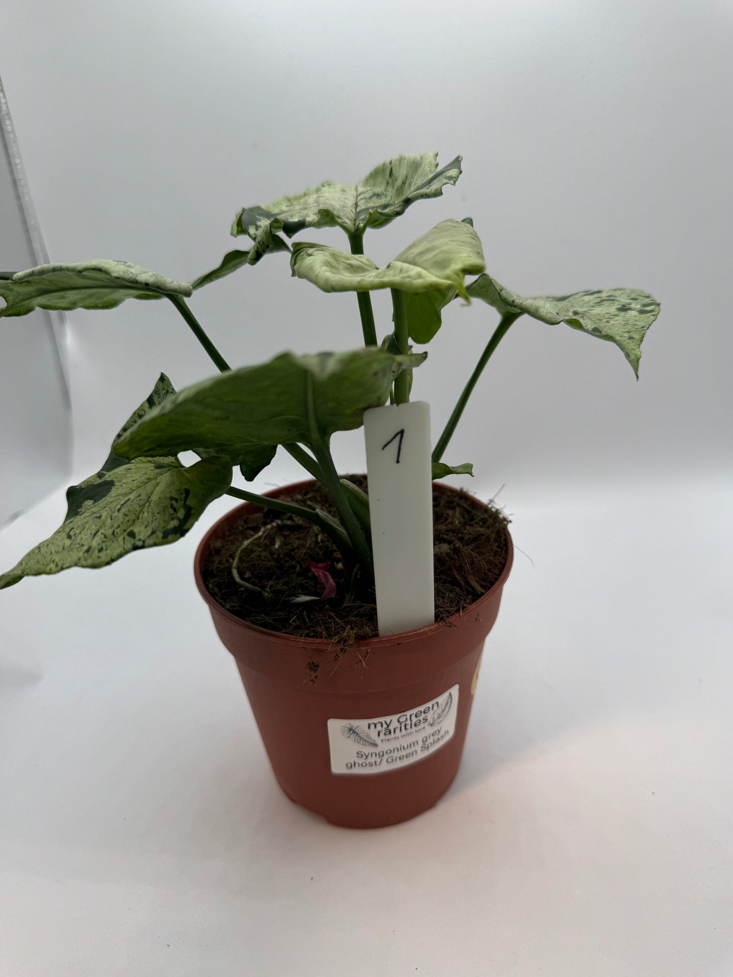 Syngonium Green Splash/ Grey Ghost