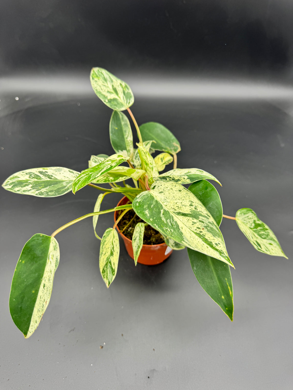 Philodendron Emerald Queen Variegata