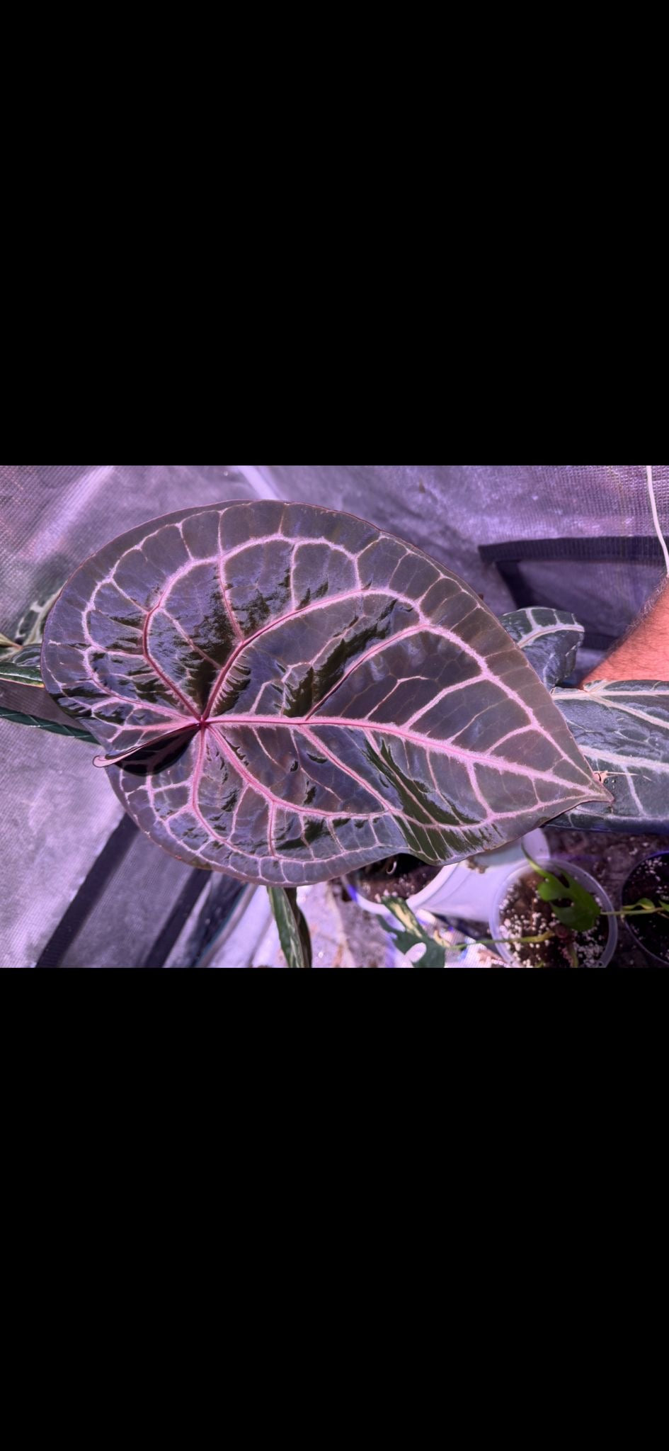 Anthurium Michelle x Michelle (1 Pflanze)