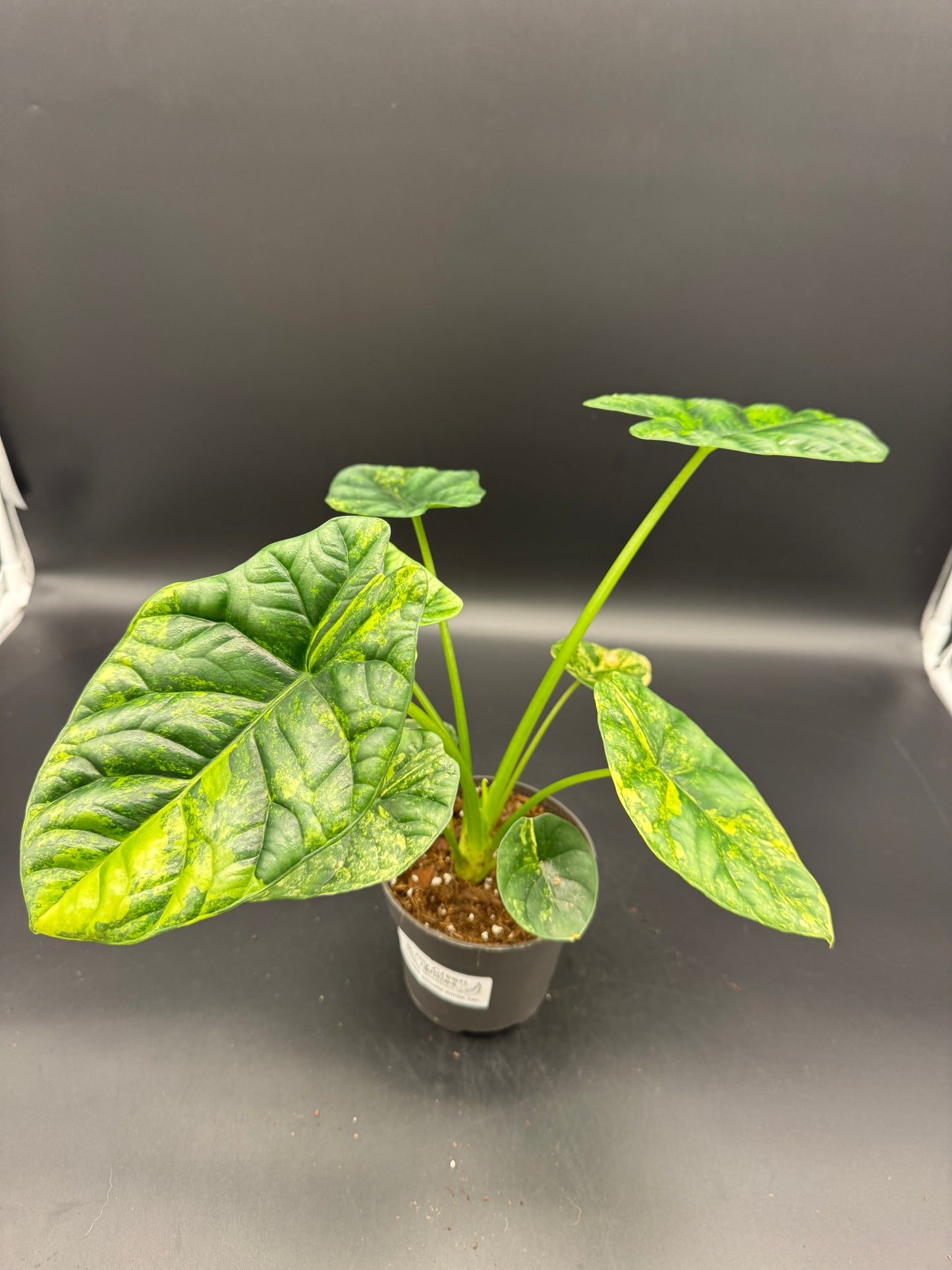 Alocasia sinuata aurea variegata