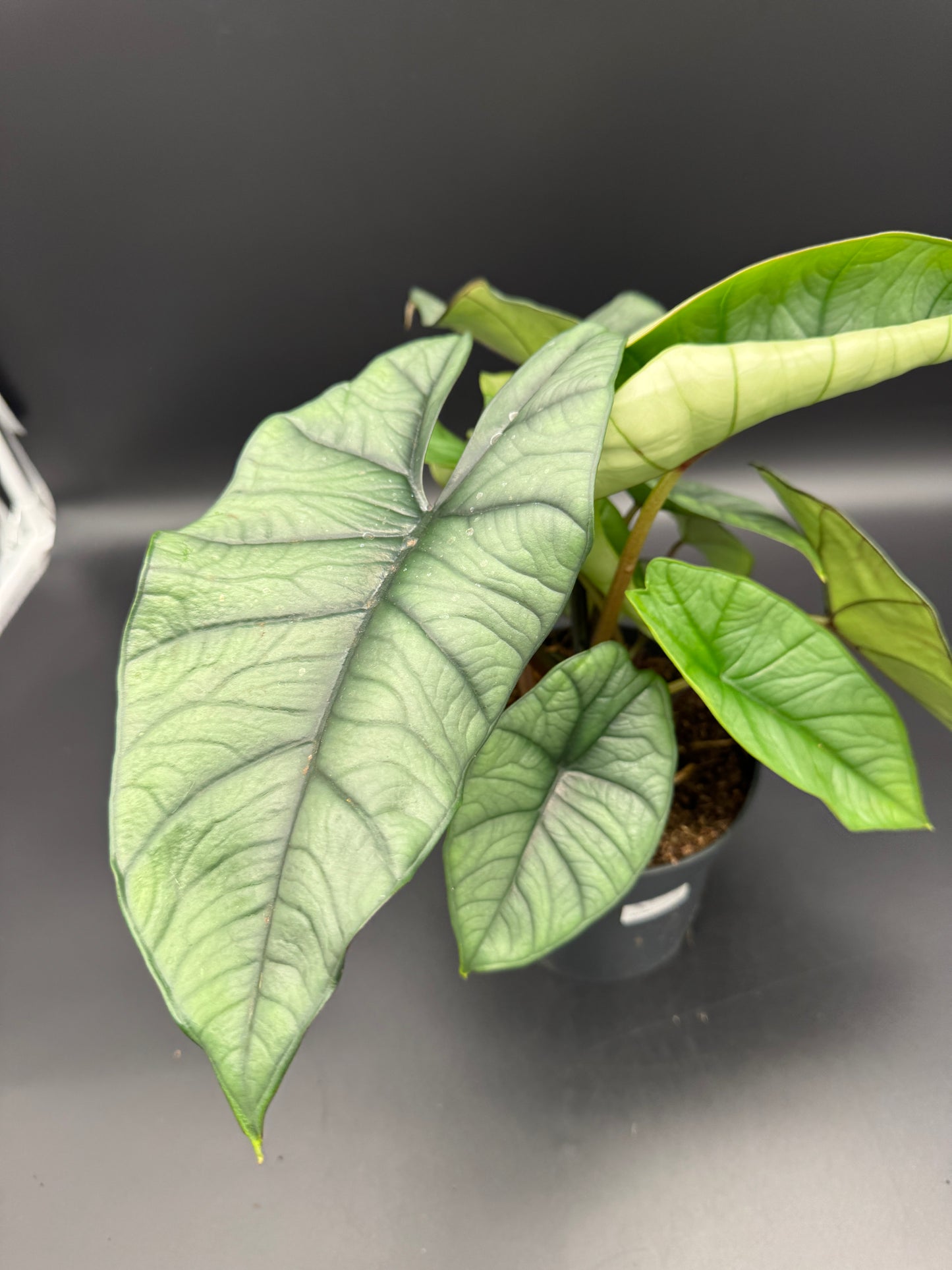 Alocasia Platinum