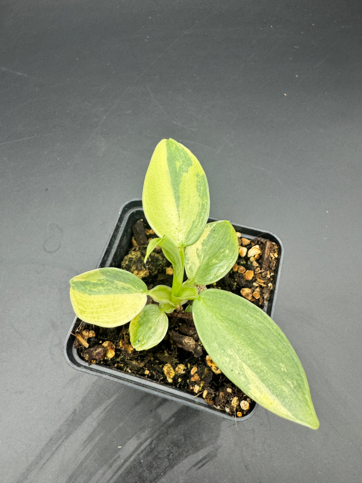 Philodendron Silver sword variegata