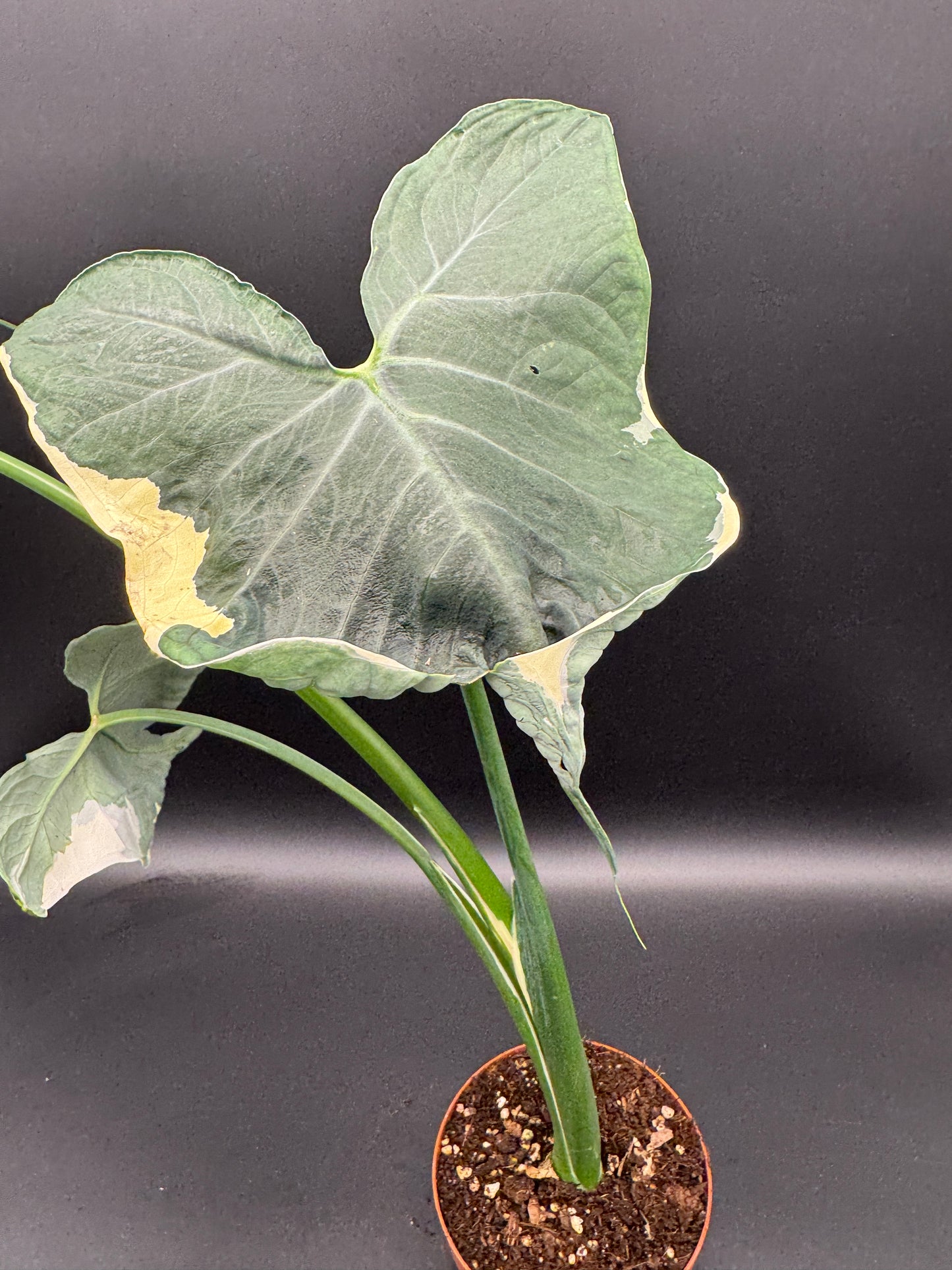Alocasia Micky Mouse variegata