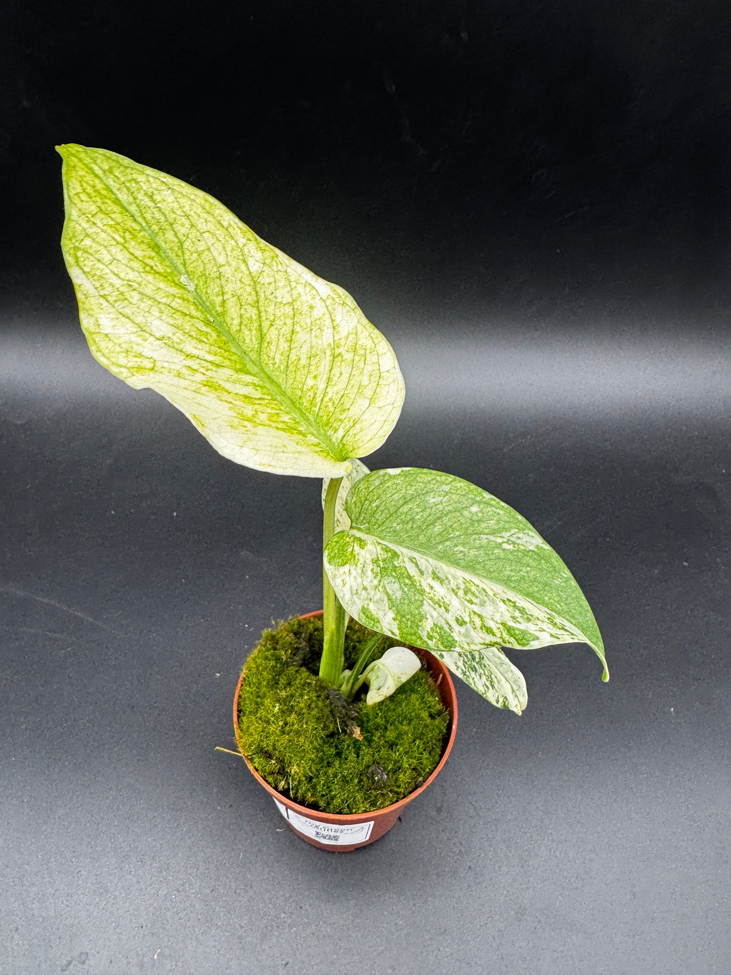 Monstera Mint variegata