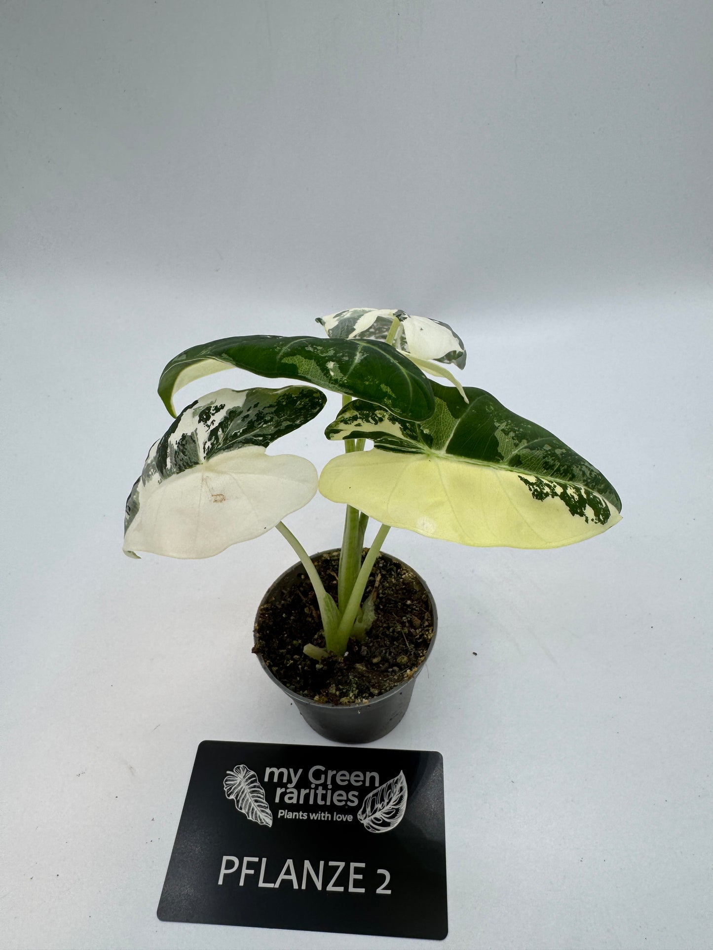 Alocasia Frydek variegata