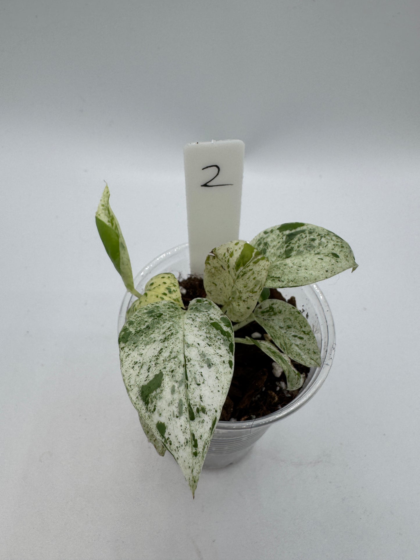 Epipremnum pinnatum marble