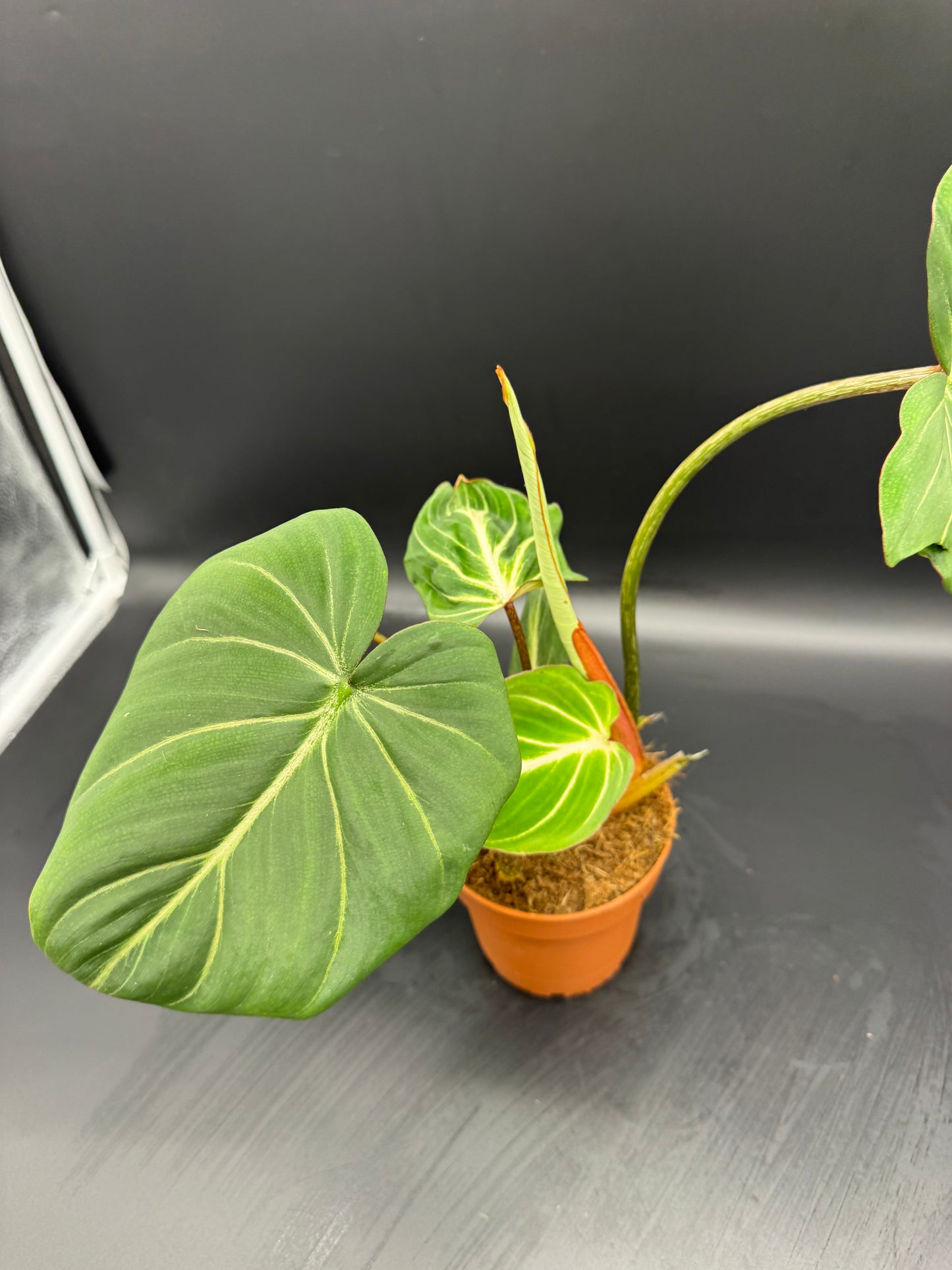 Philodendron Gloriosum