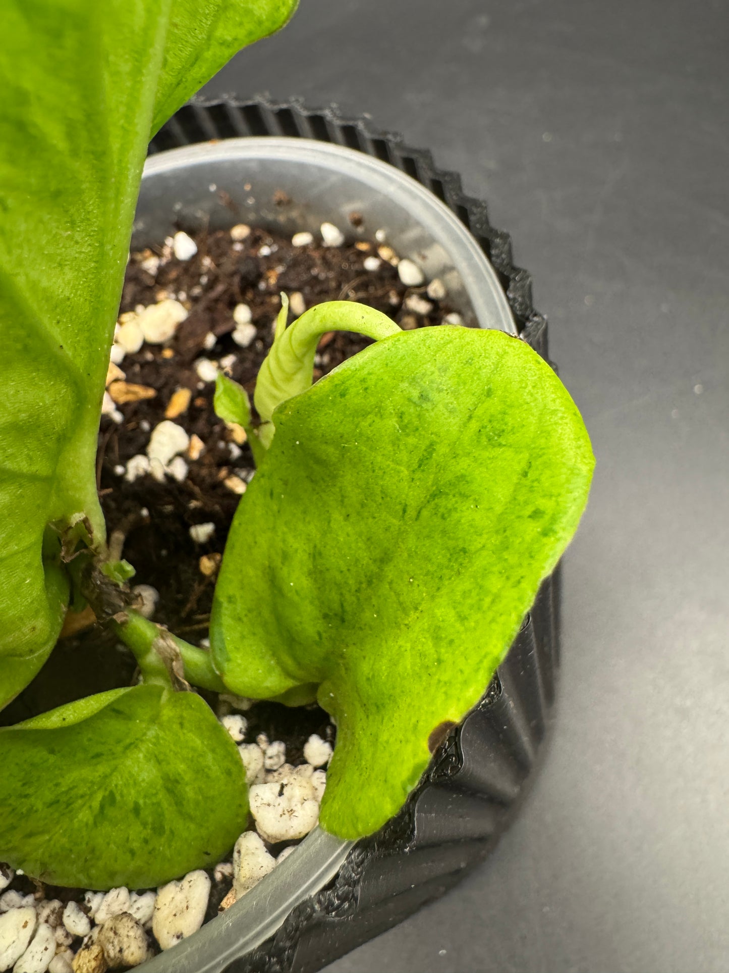 Rhaphidophora Korthalsii mint variegata