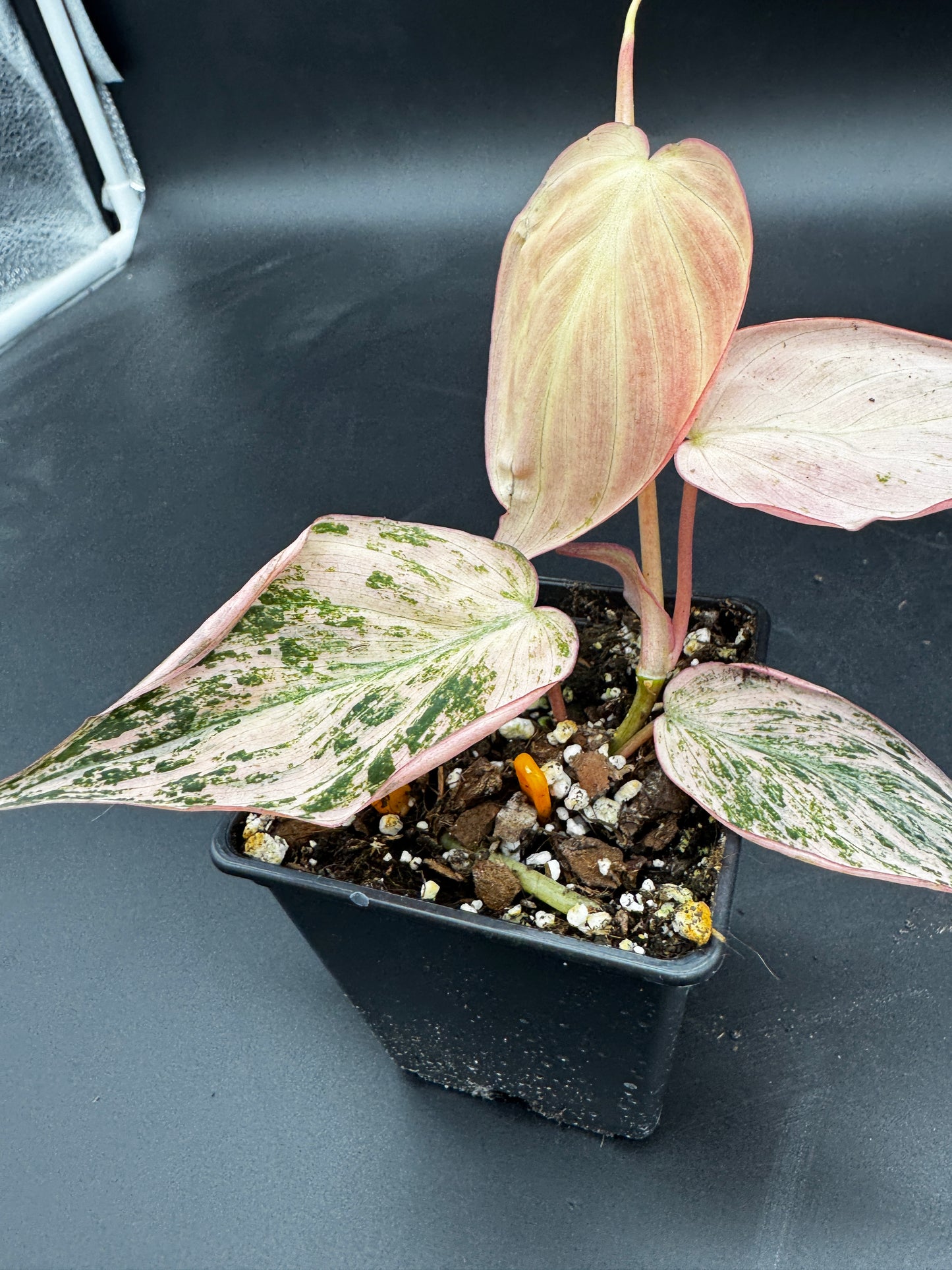Philodendron micans pink marble variegata