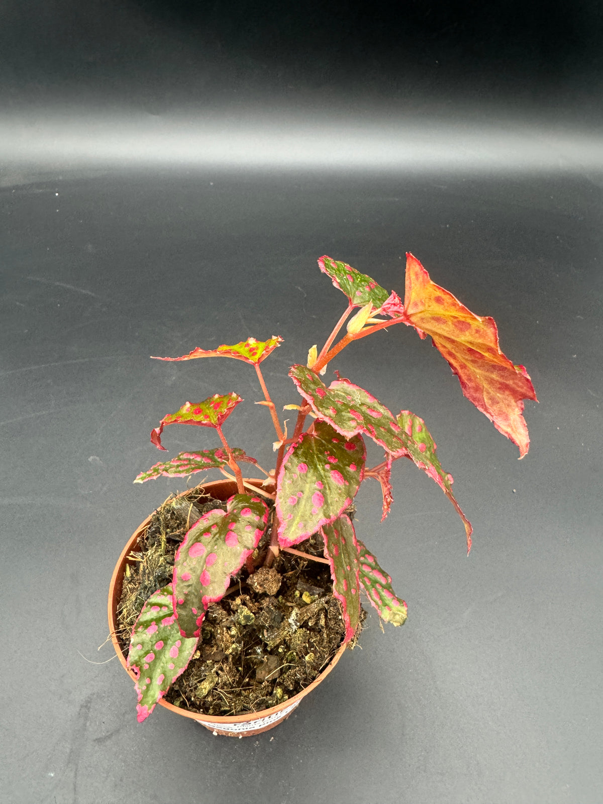 Begonia Pink Lady