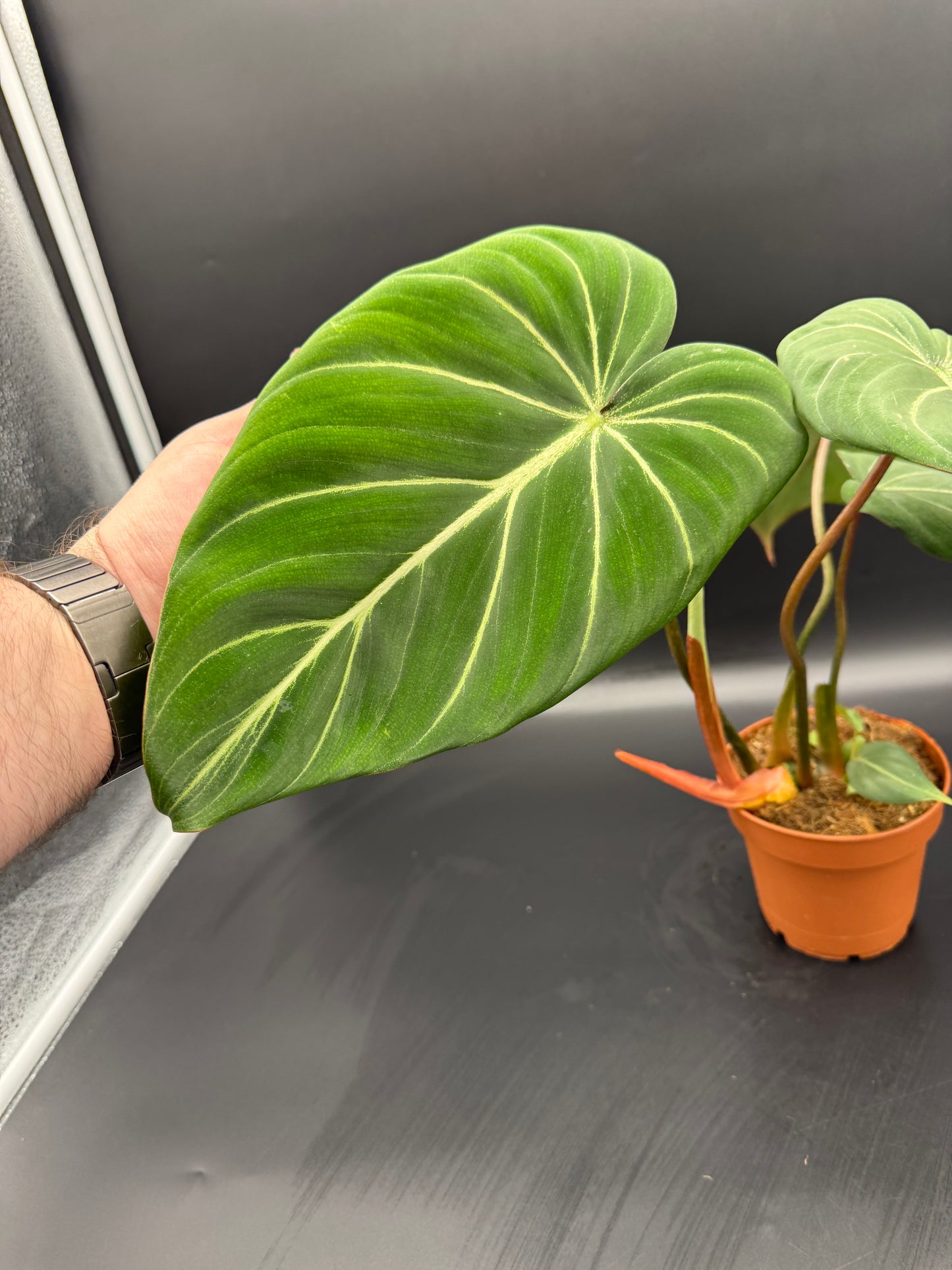 Philodendron Gloriosum