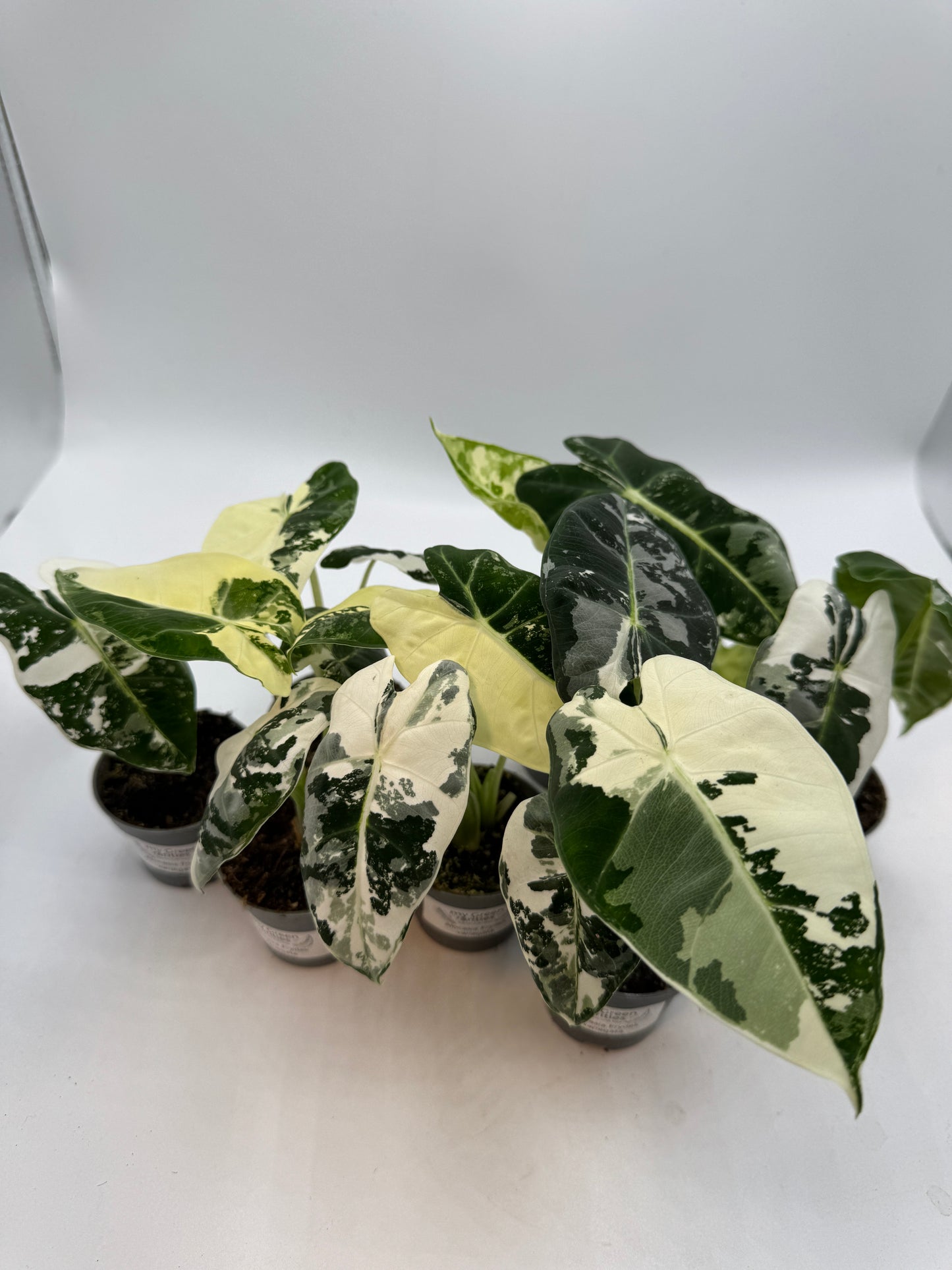 Alocasia Frydek variegata