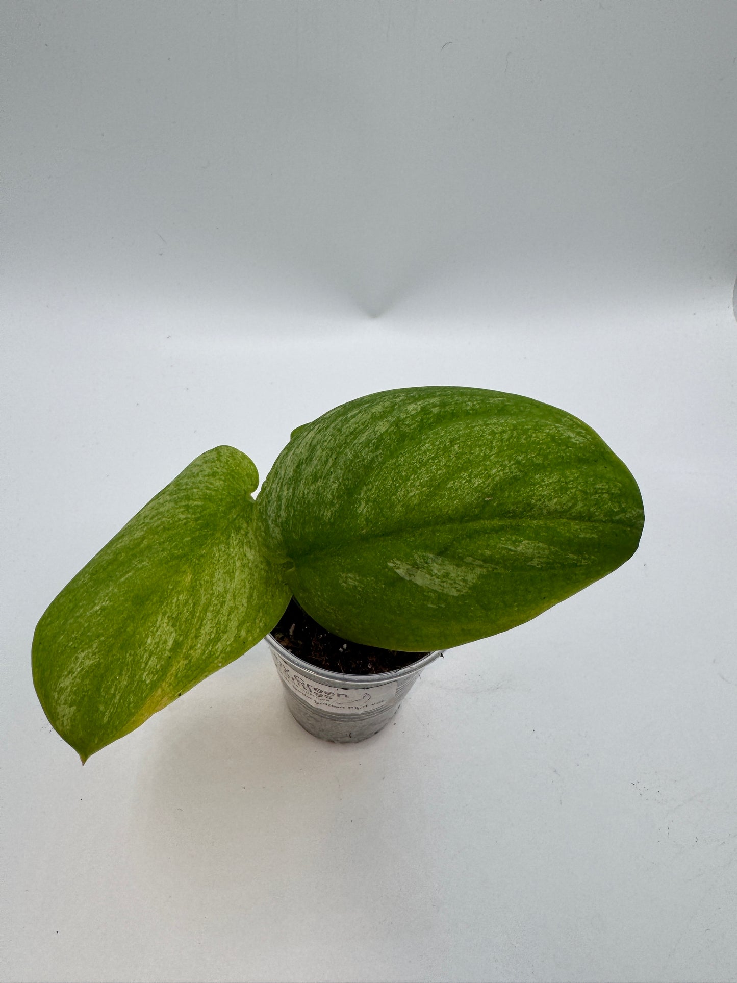 Scindapsus jade Satin golden mint variegata
