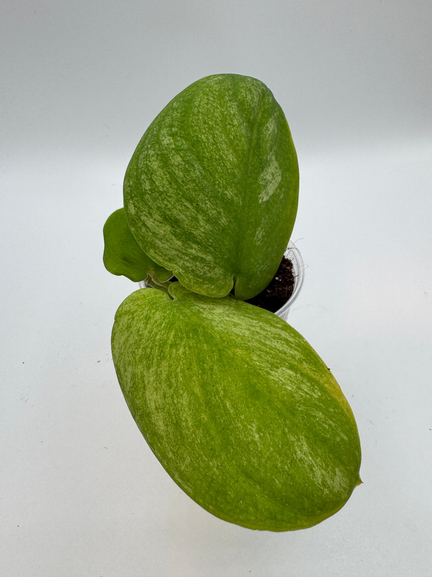 Scindapsus jade Satin golden mint variegata