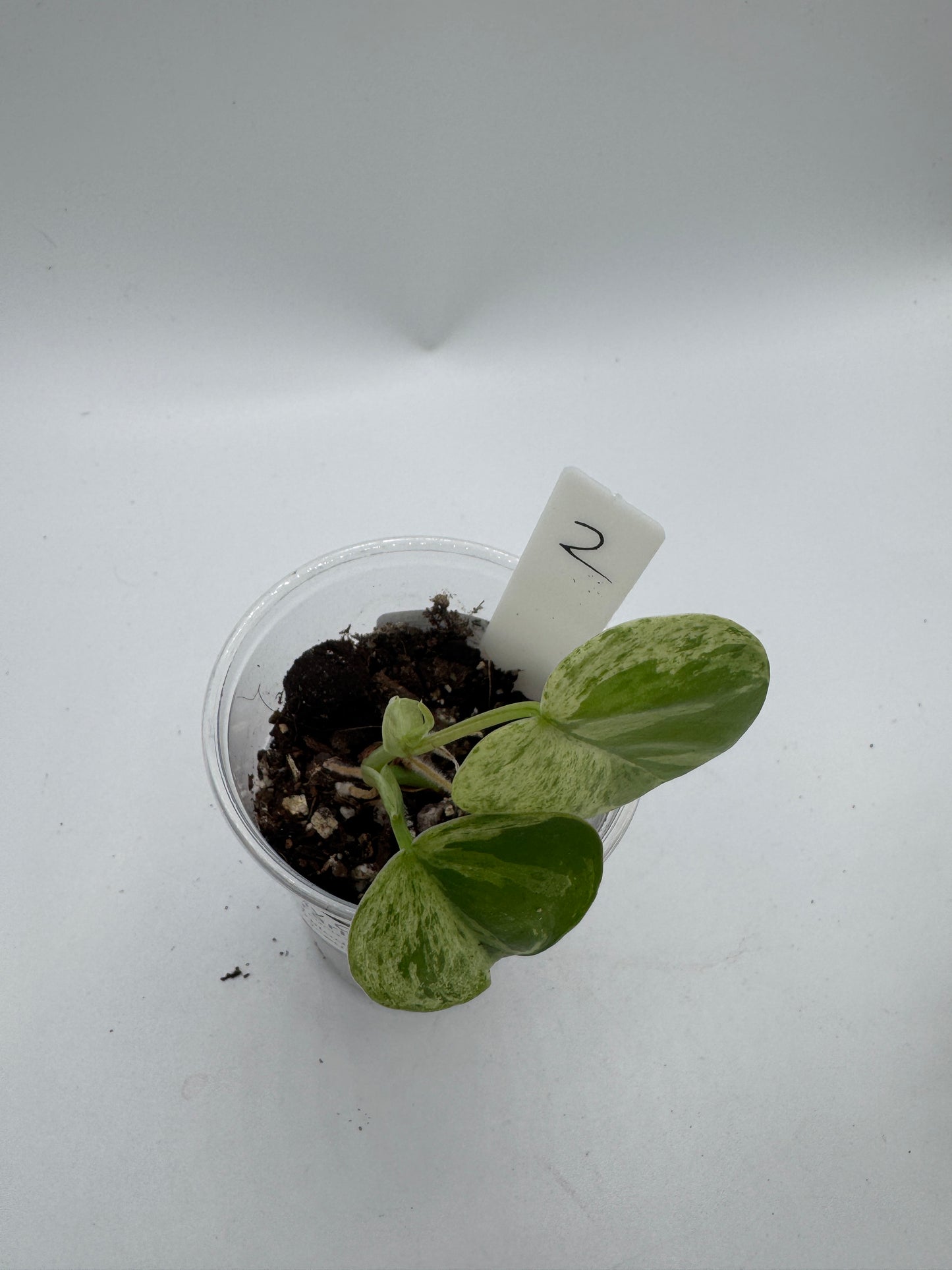 Philodendron hederaceum variegata