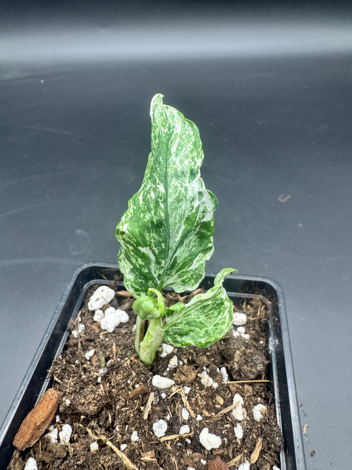 Epipremnum Domino