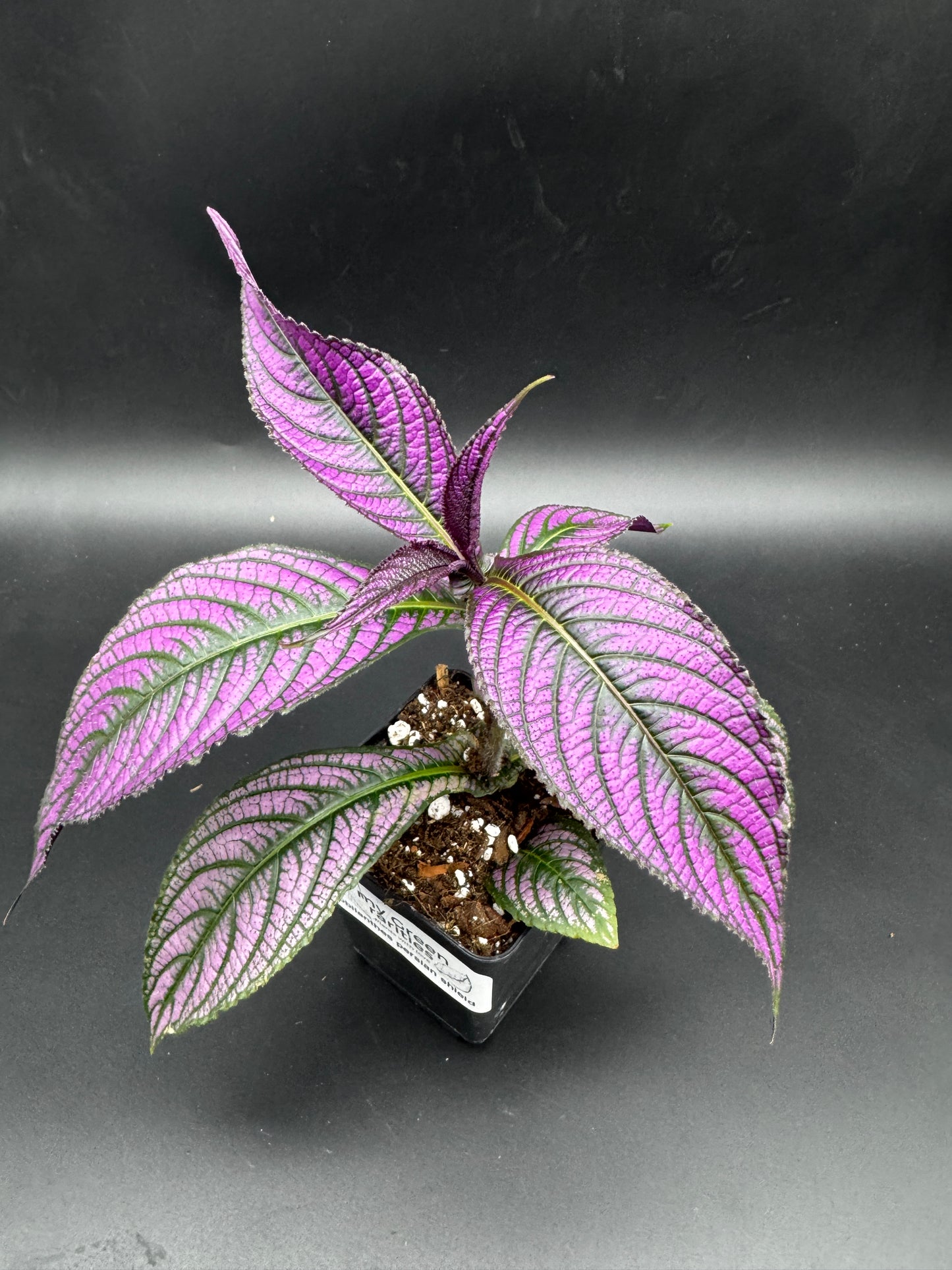 Strobilanthes persian shield
