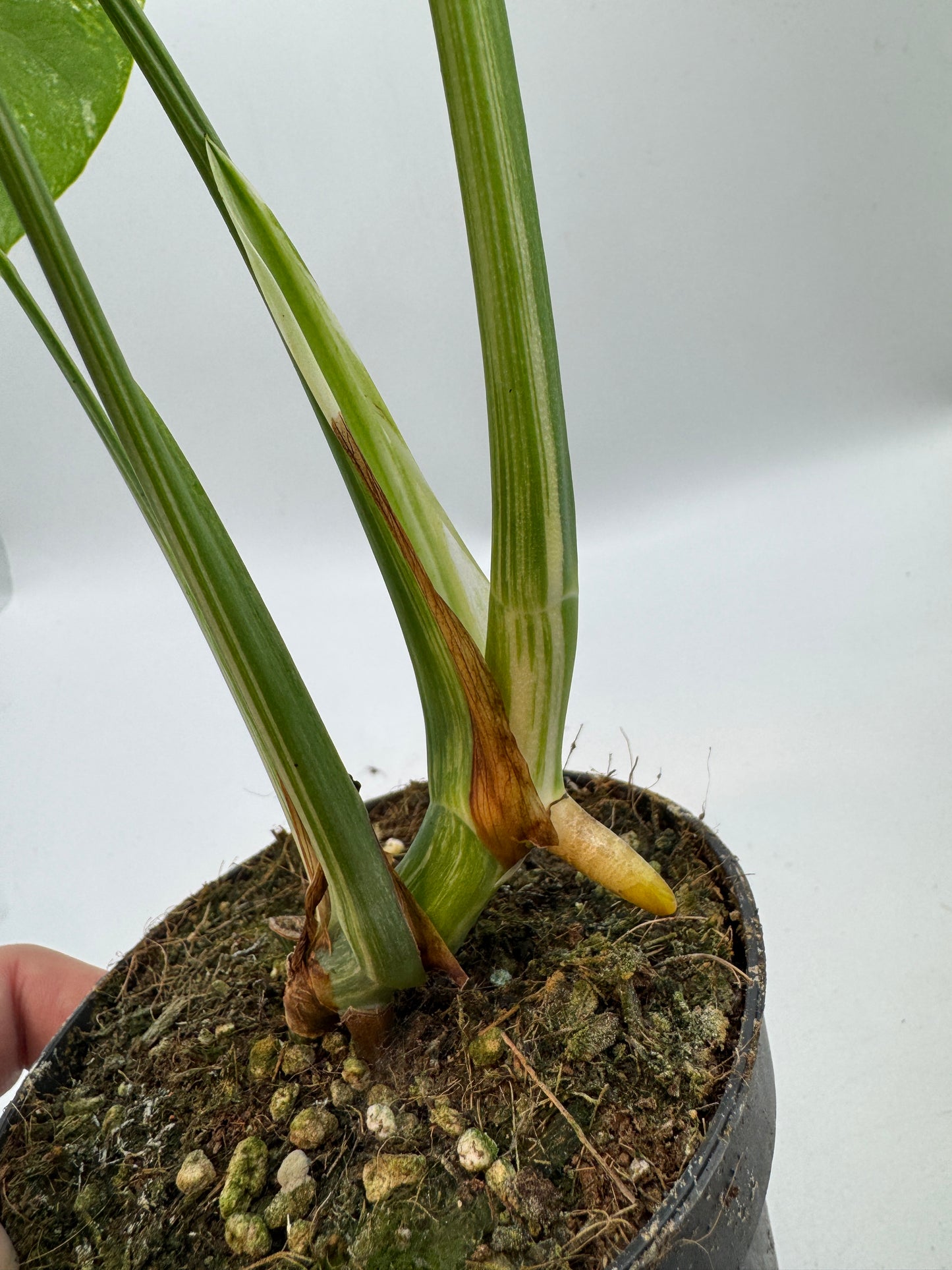 Monstera deliciosa variegata groß