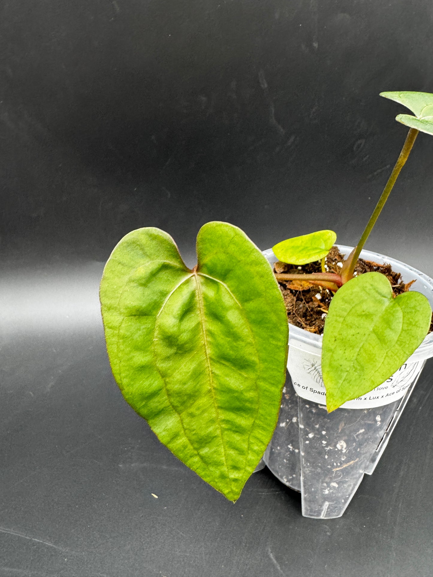 Anthurium Ace of Spades darkform x Luxurians X Ace of Spades