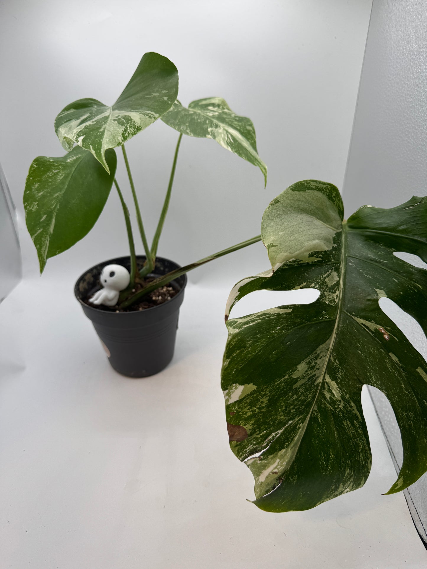 Monstera deliciosa variegata