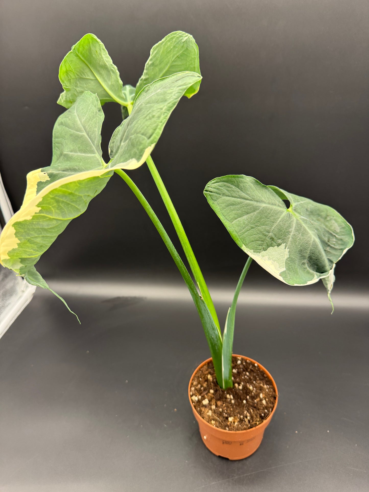 Alocasia Micky Mouse variegata