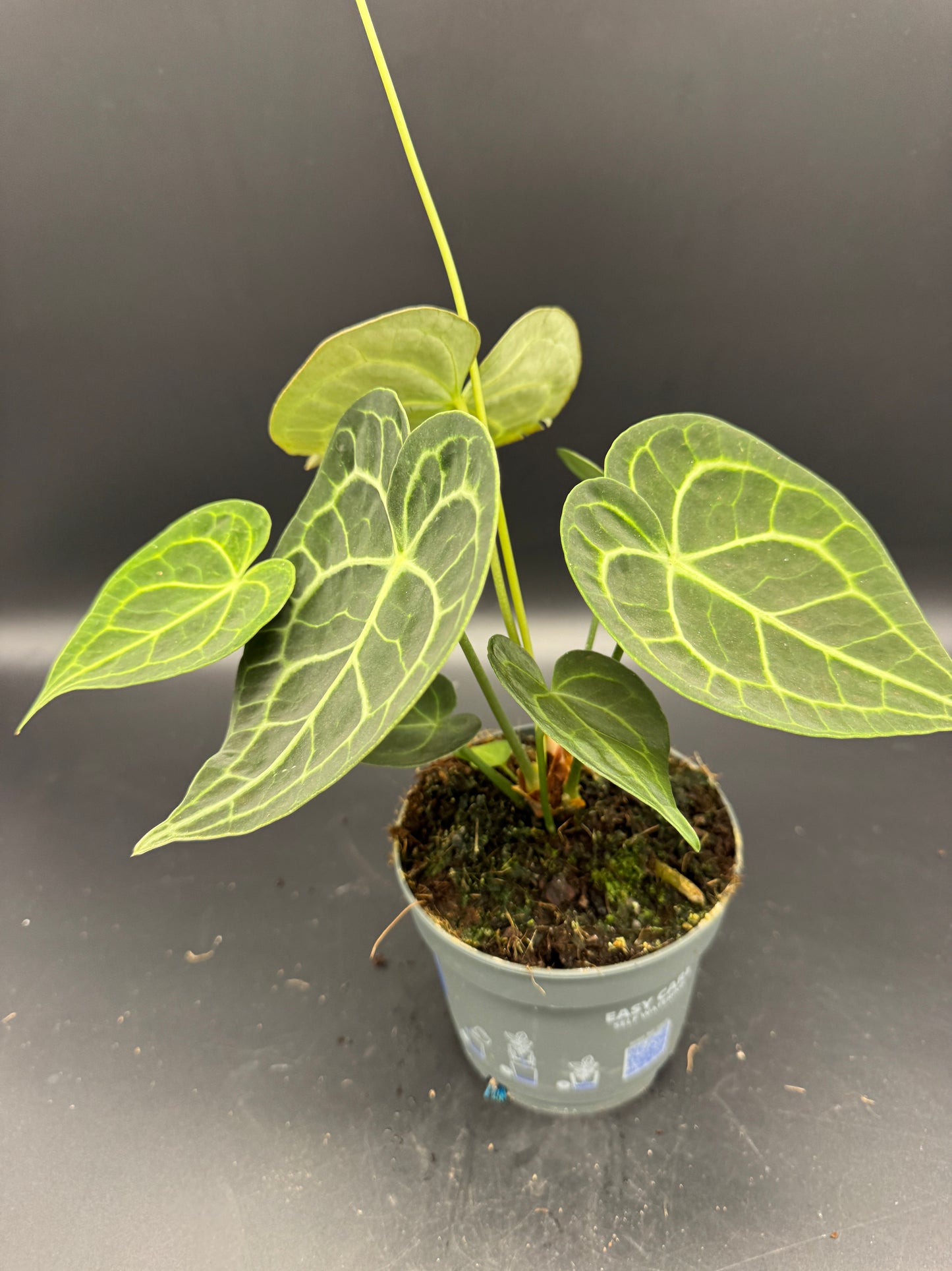 Anthurium clarinervium