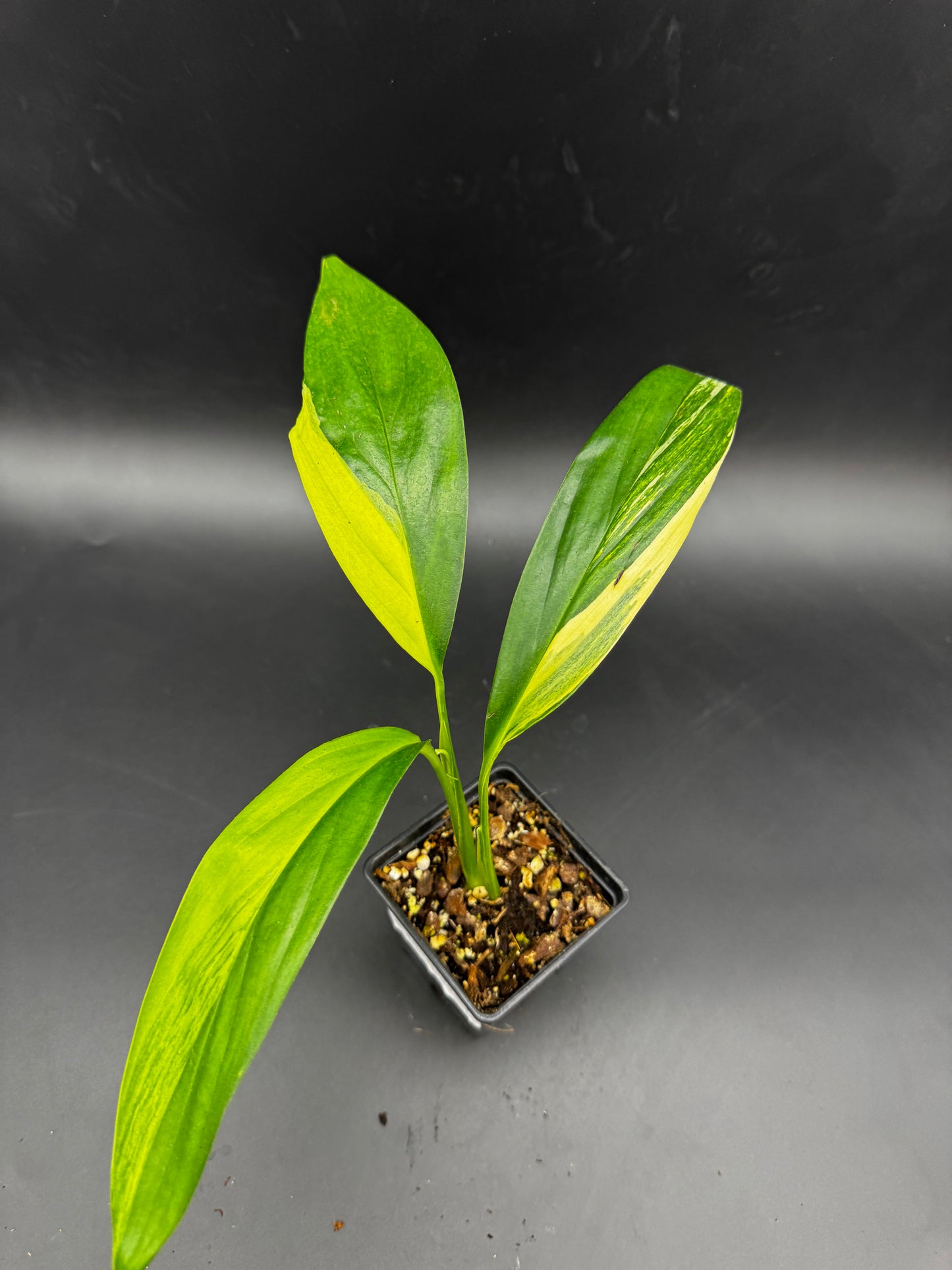 Epipremnum amplissimum Aurea