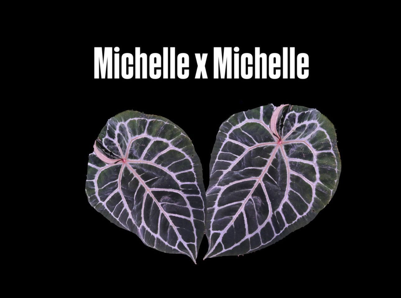 Anthurium Michelle x Michelle Seeds bereits am austreiben