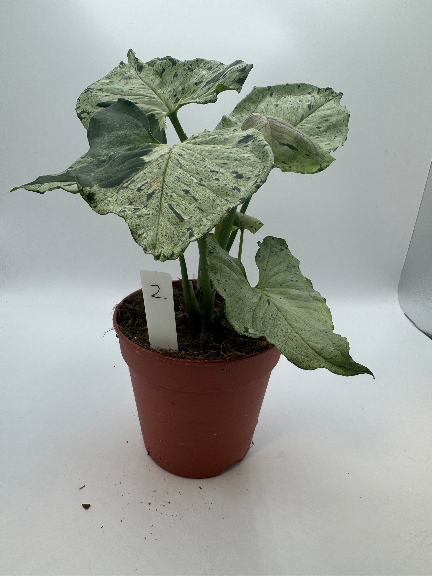 Syngonium Green Splash/ Grey Ghost
