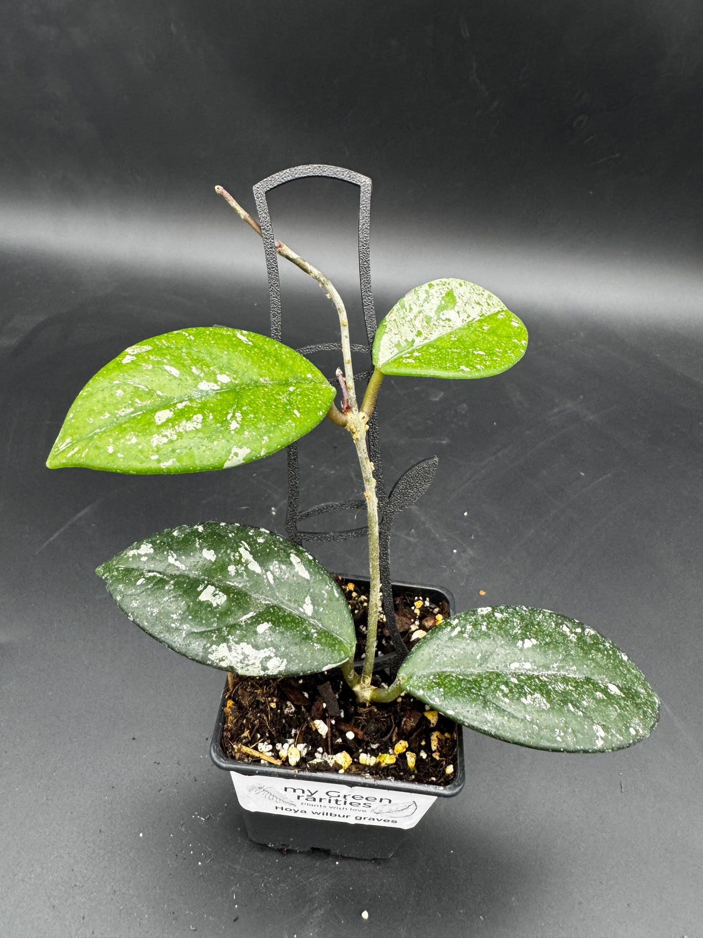 Hoya wilbur graves