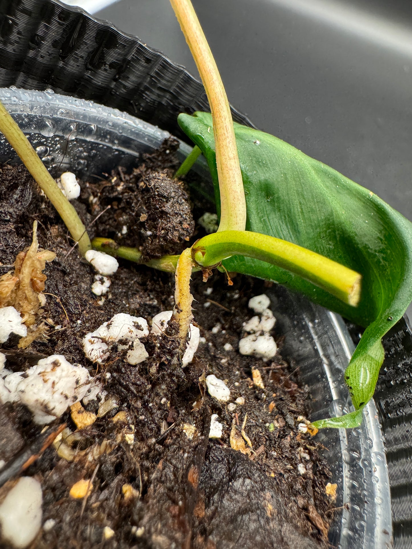 Philodendron micans variegata