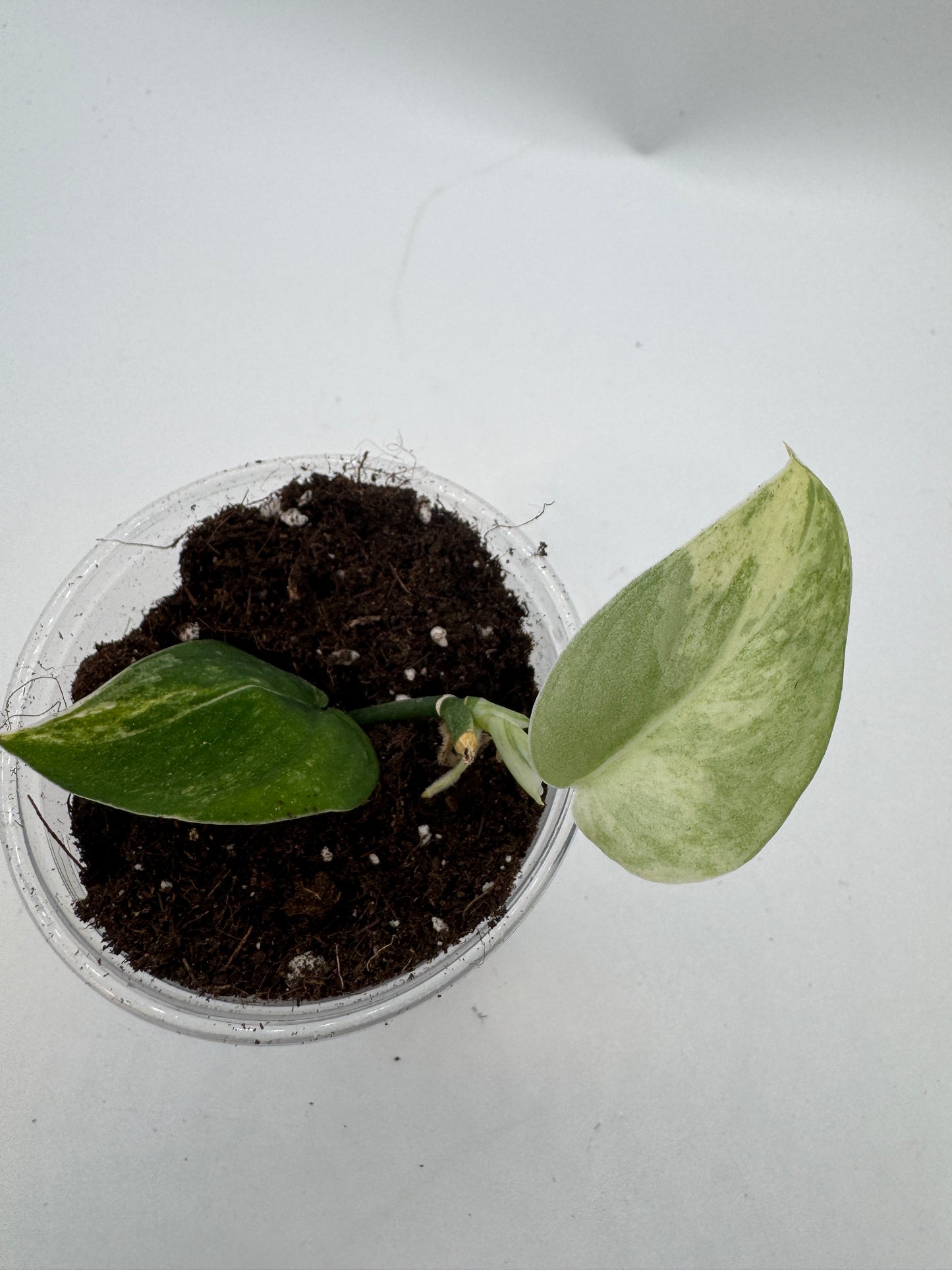Scindapsus Mangurai