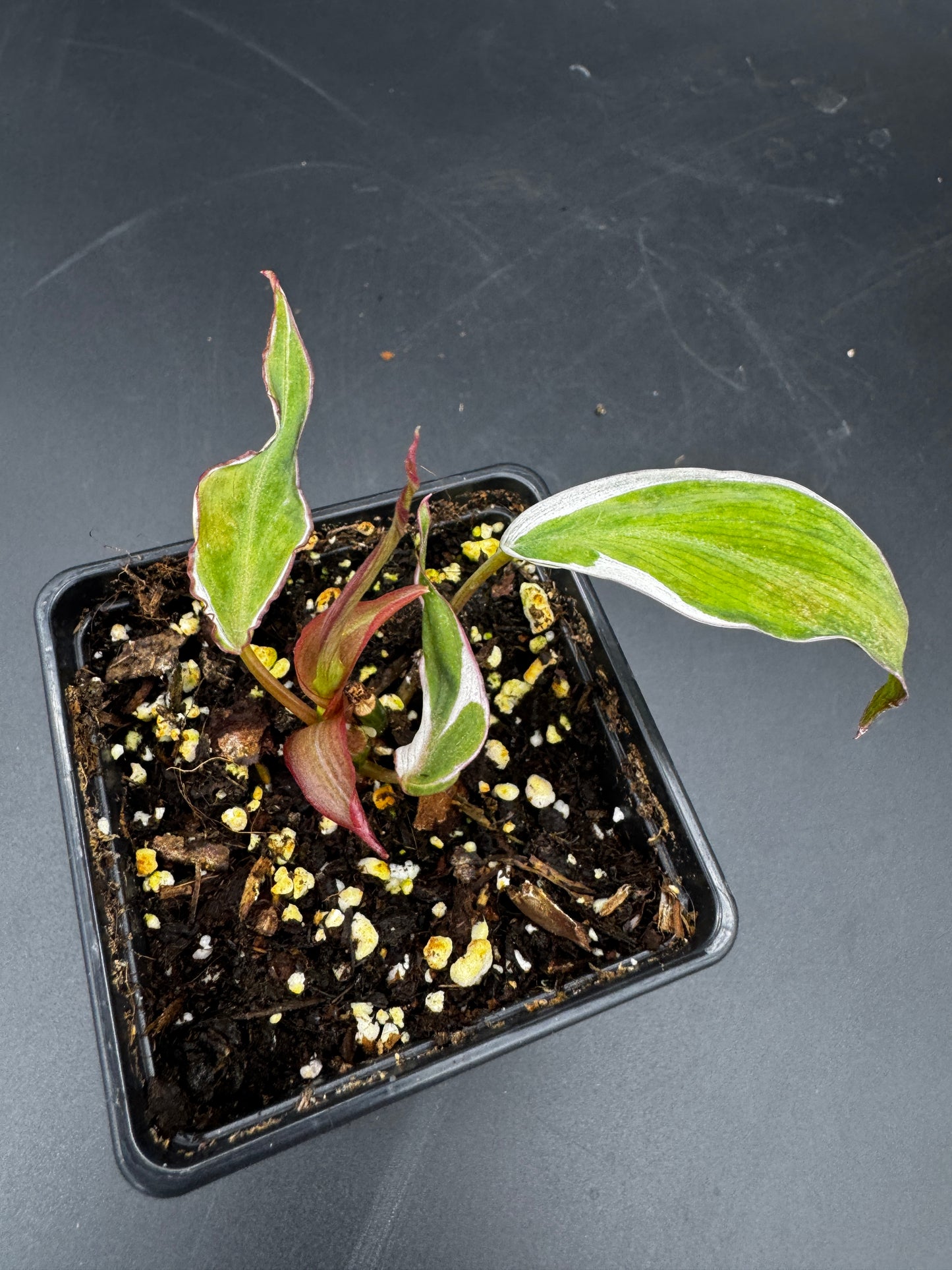 Philodendron micans velvet halo variegata