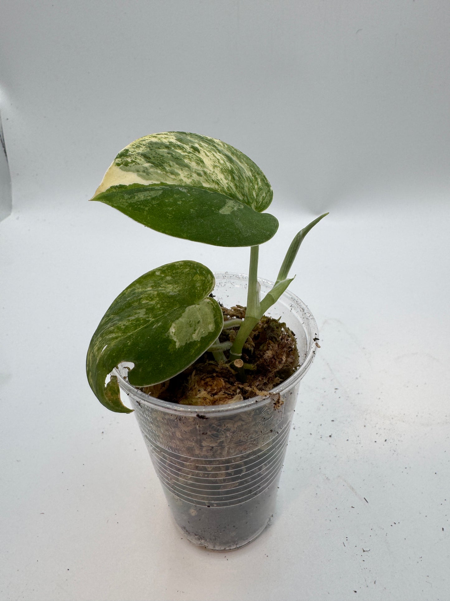 Scindapsus mangurai