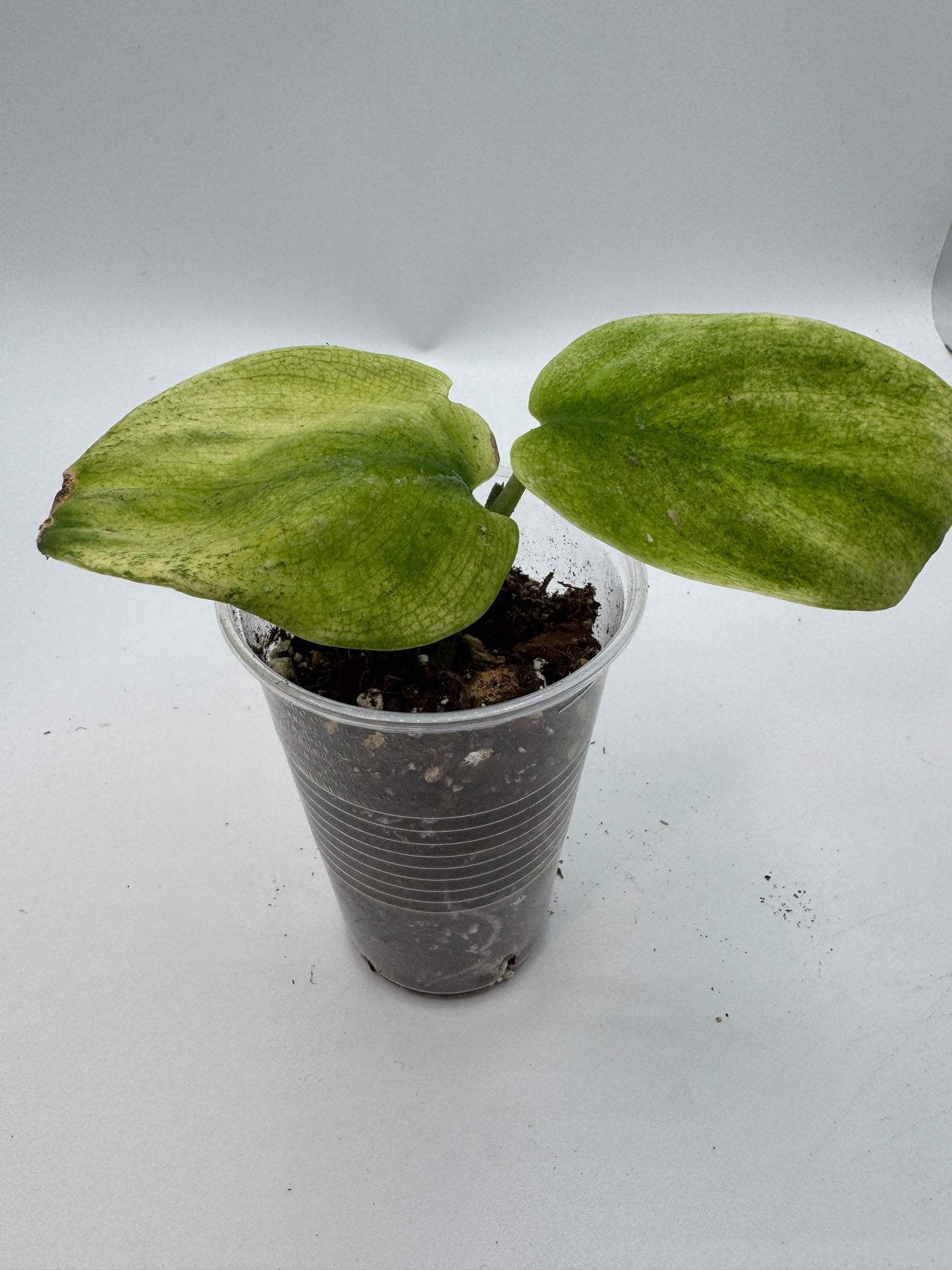 Scindapsus jade Satin golden mint variegata