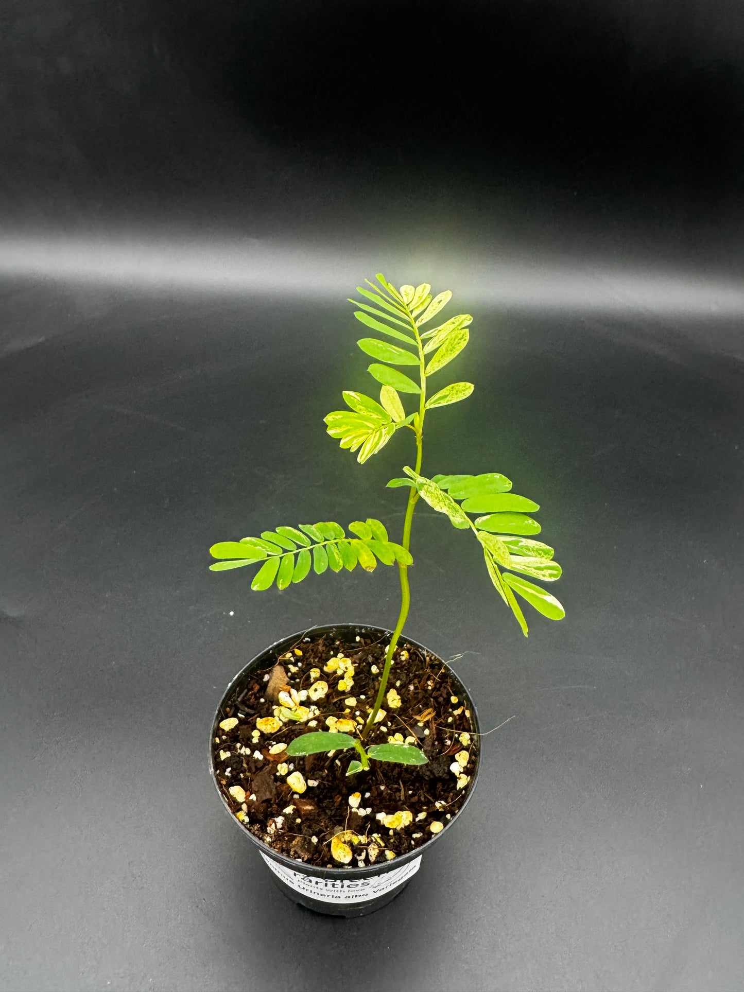 Phyllanthus Urinaria albo Variegata