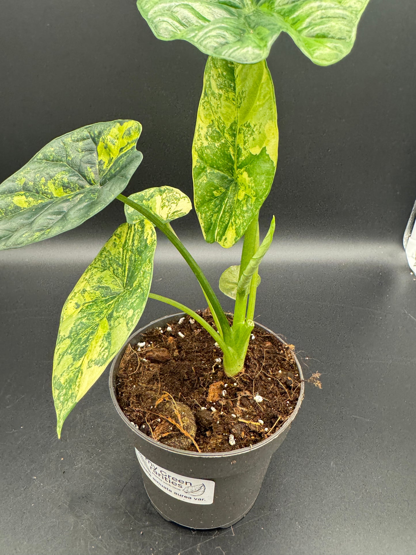 Alocasia sinuata aurea