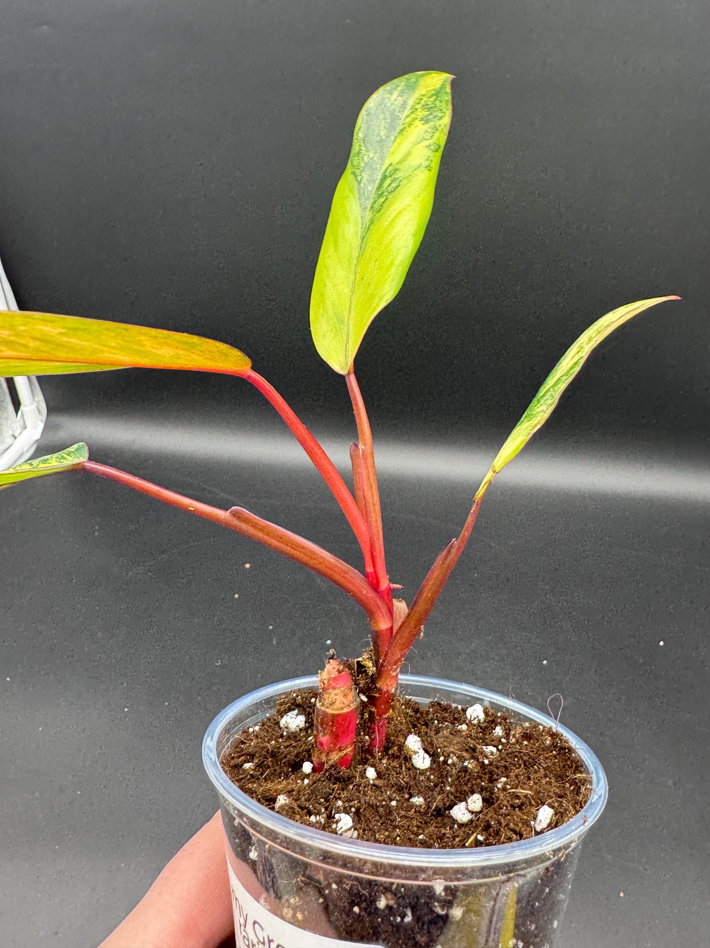 Philodendron strawberry Shake