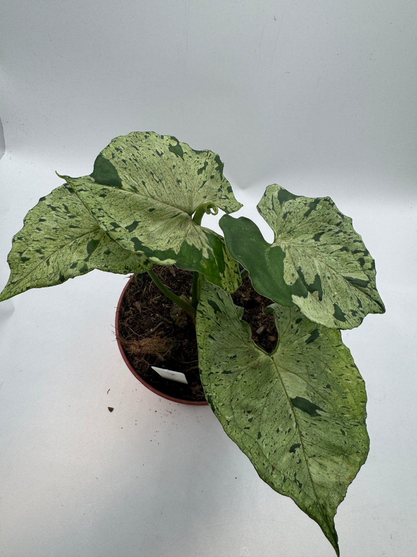 Syngonium Green Splash/ Grey Ghost
