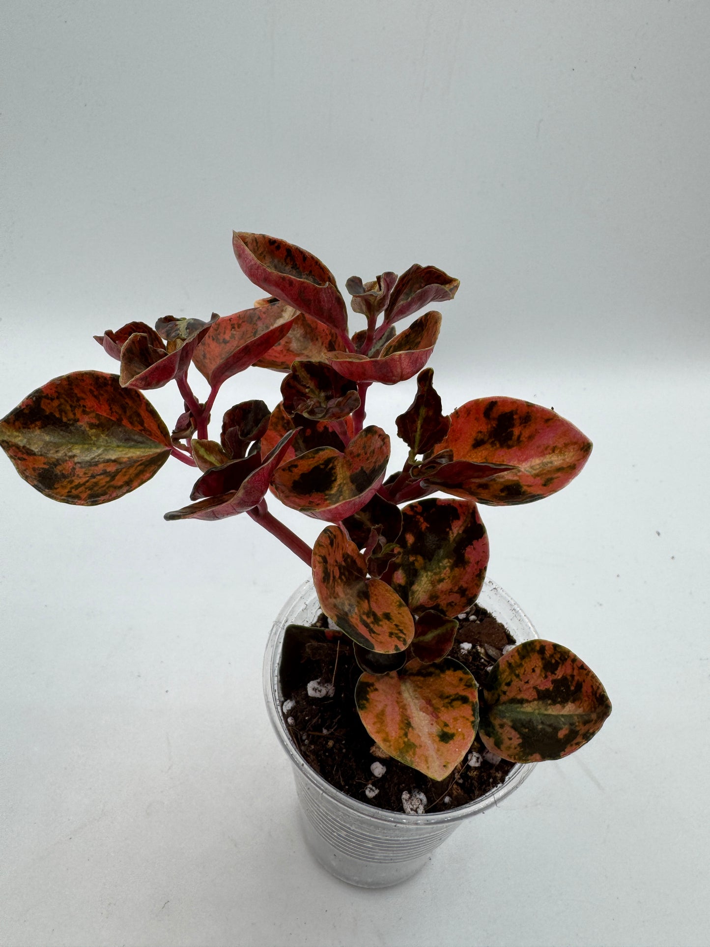 Peperomia Creme brulee