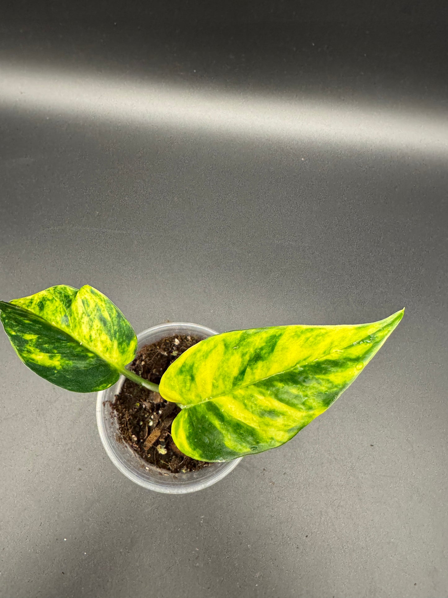 Epipremnum pinatum kujang yellow Flame