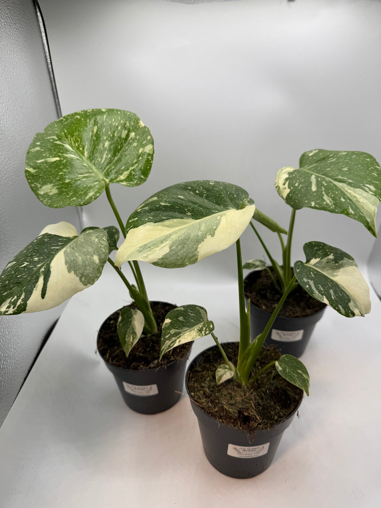 Monstera Thai constelation