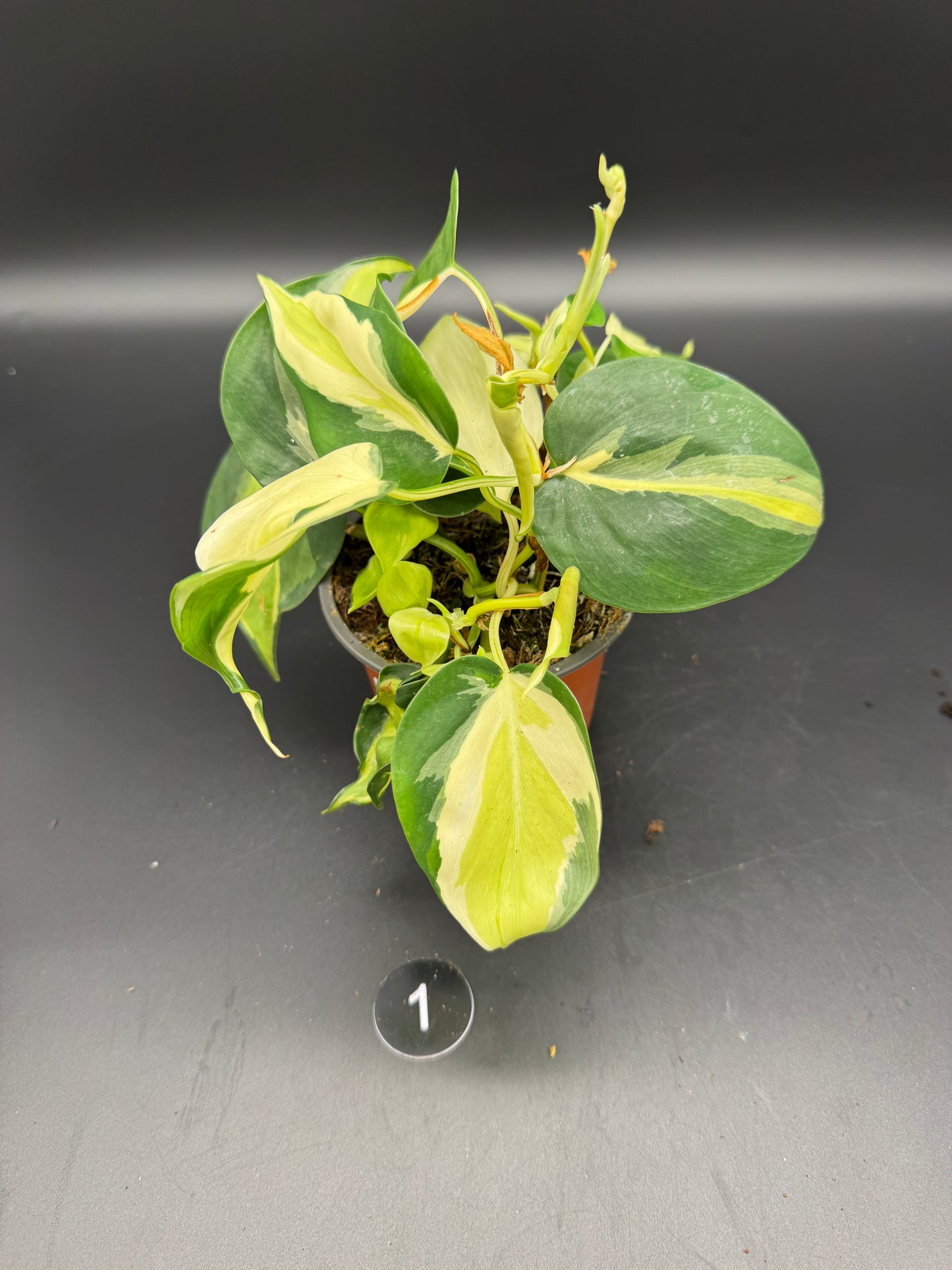 Philodendron Cream Splash