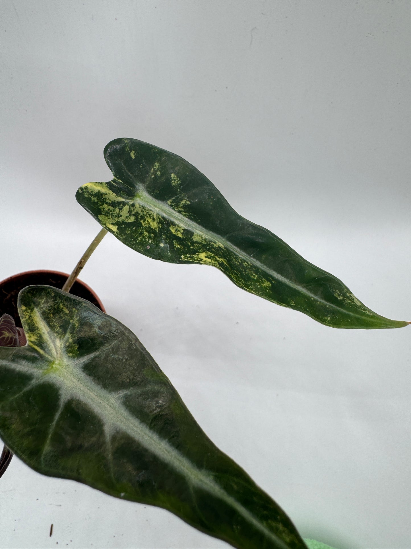 Alocasia bambino Aufea variegata