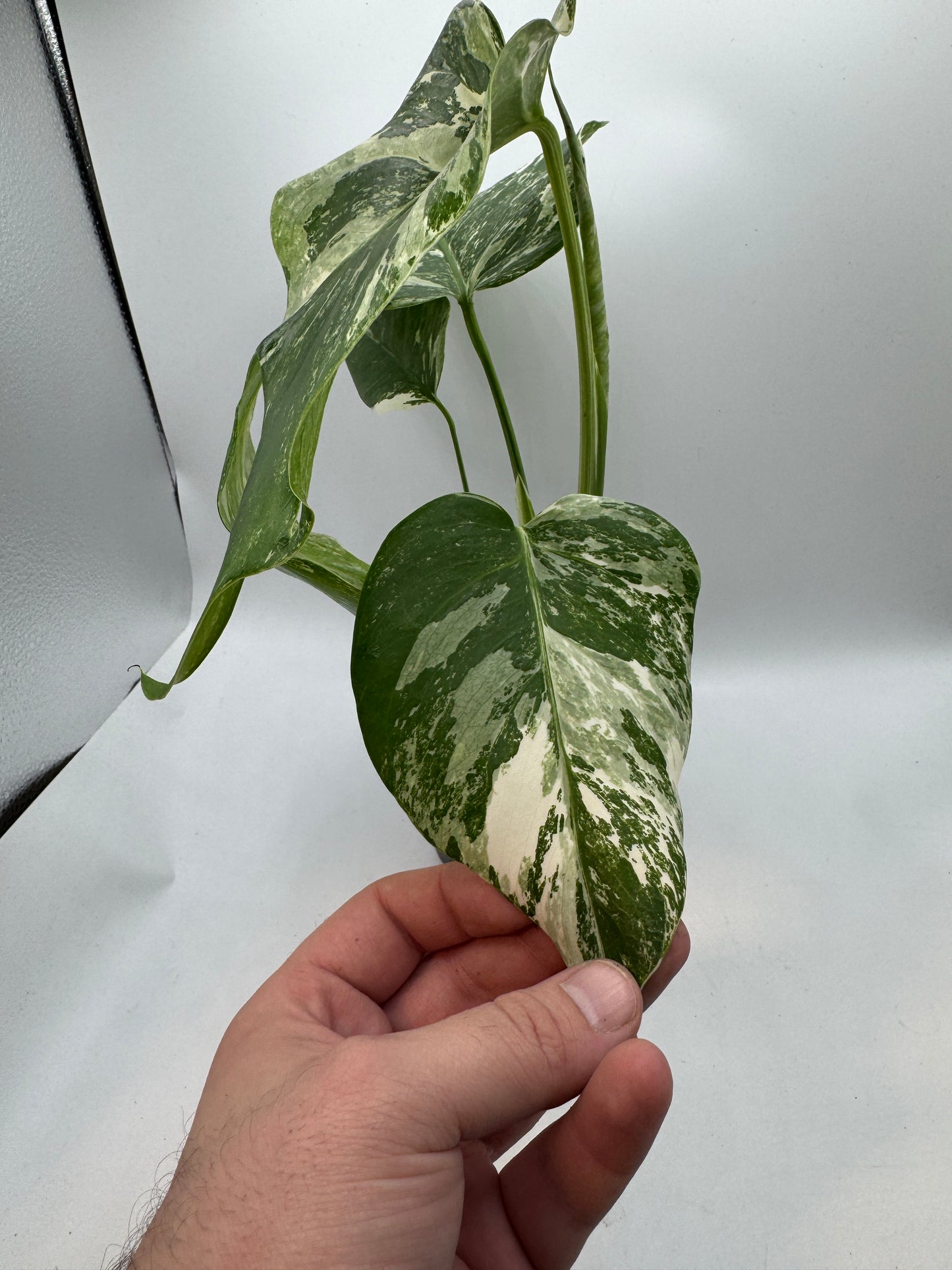 Monstera deliciosa variegata groß