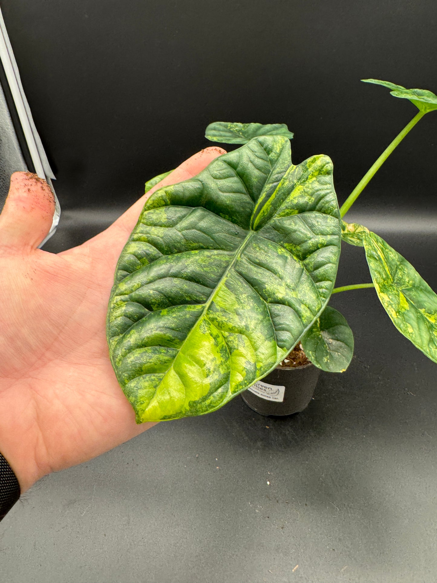 Alocasia sinuata aurea variegata